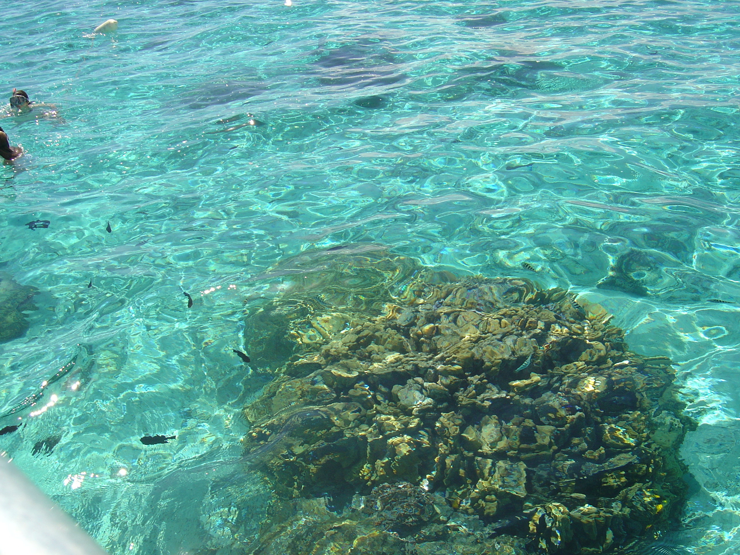 Picture Polynesia Moorea 2006-04 30 - Discovery Moorea