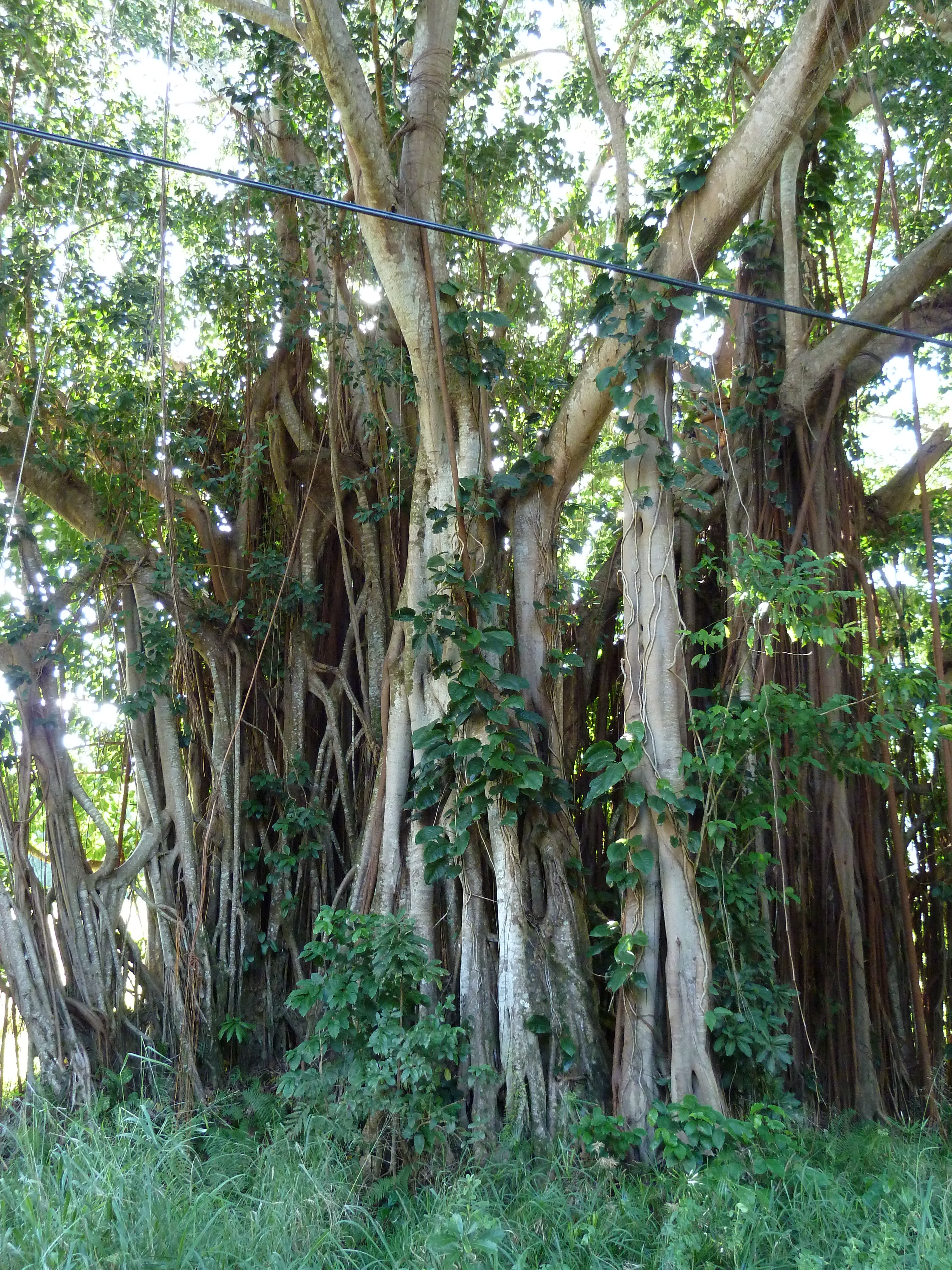 Picture New Caledonia 2010-05 97 - History New Caledonia