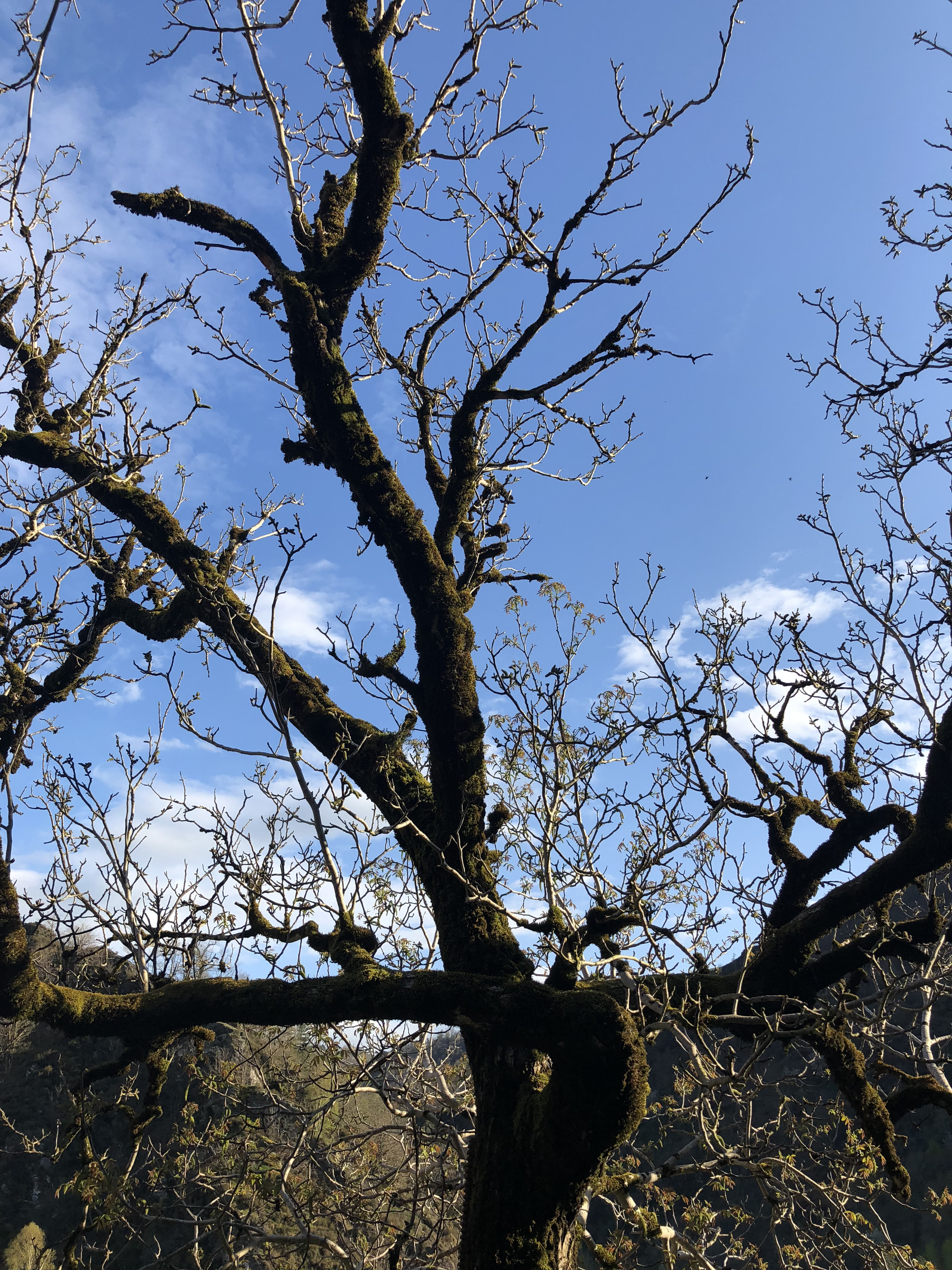 Picture France Conques 2018-04 85 - Around Conques