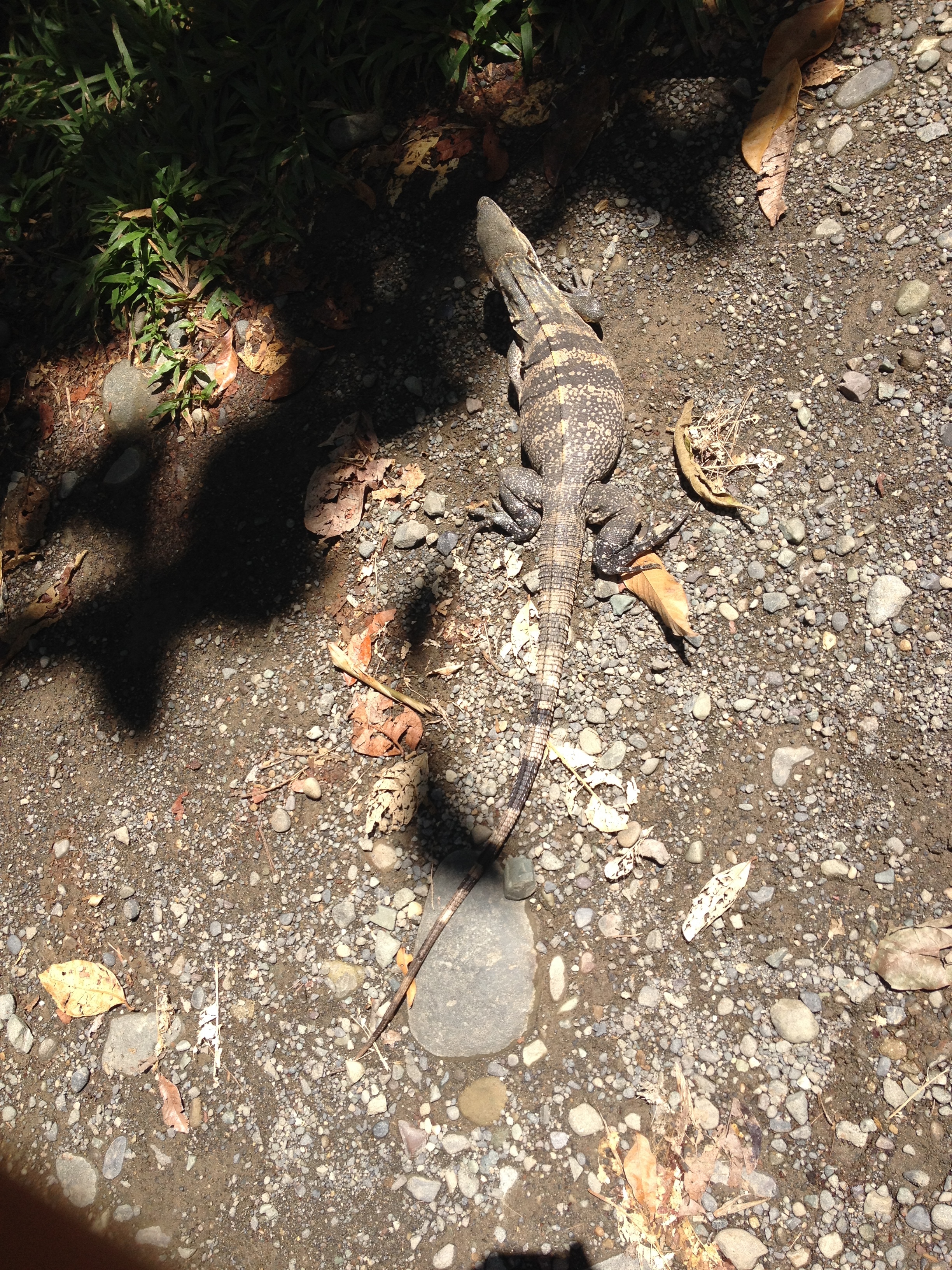 Picture Costa Rica Manuel Antonio 2015-03 275 - History Manuel Antonio