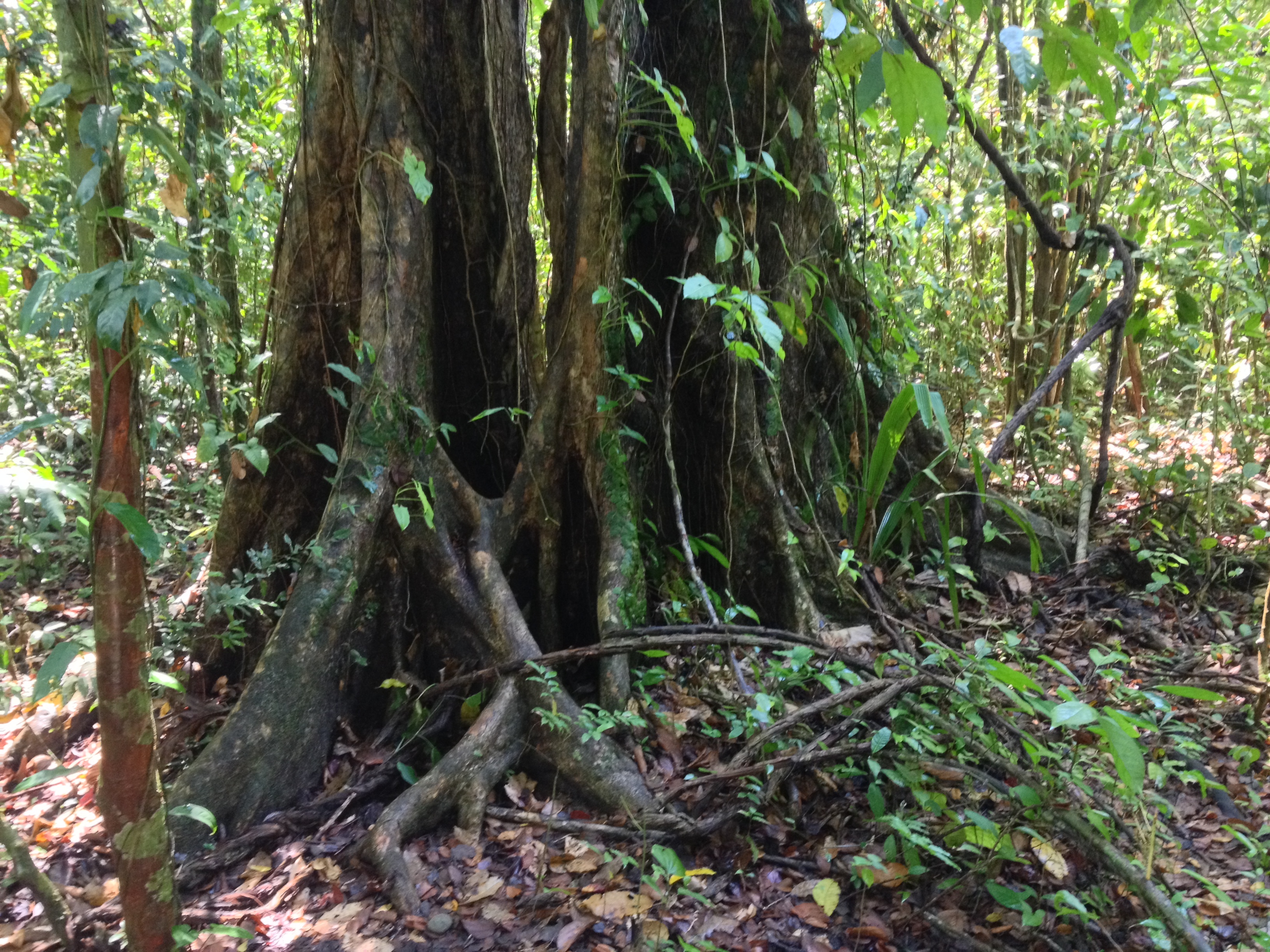 Picture Costa Rica Manuel Antonio 2015-03 210 - Around Manuel Antonio