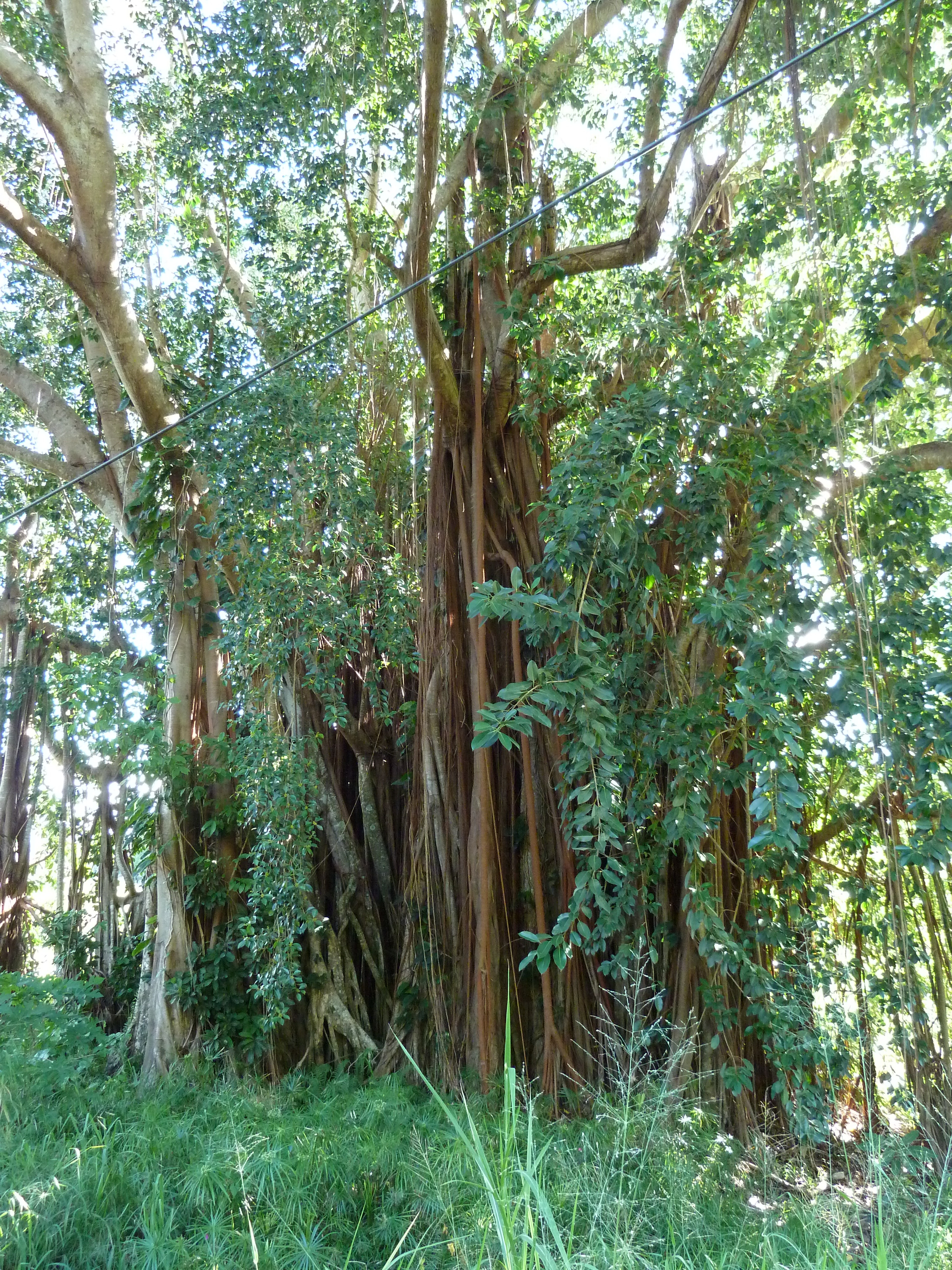 Picture New Caledonia Canala to La Foa road 2010-05 49 - Recreation Canala to La Foa road