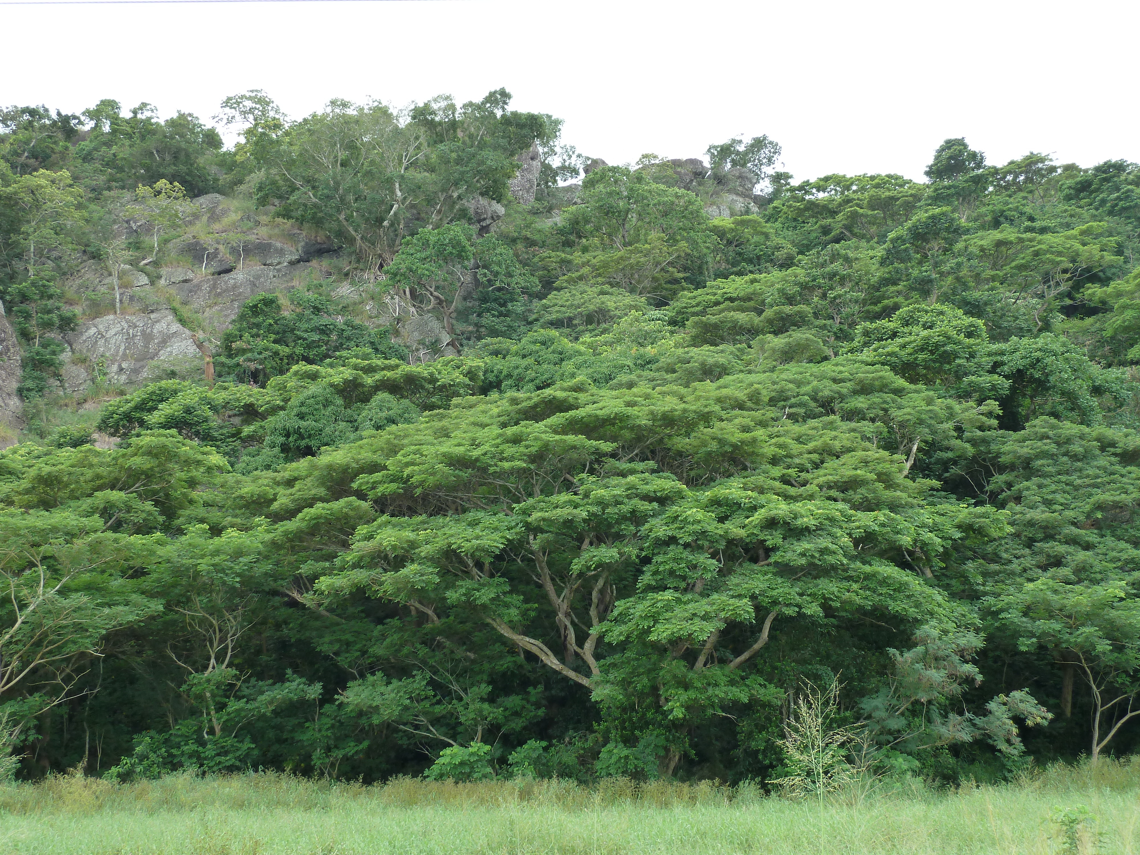 Picture Fiji Nadi to Lautoka road 2010-05 14 - Tours Nadi to Lautoka road