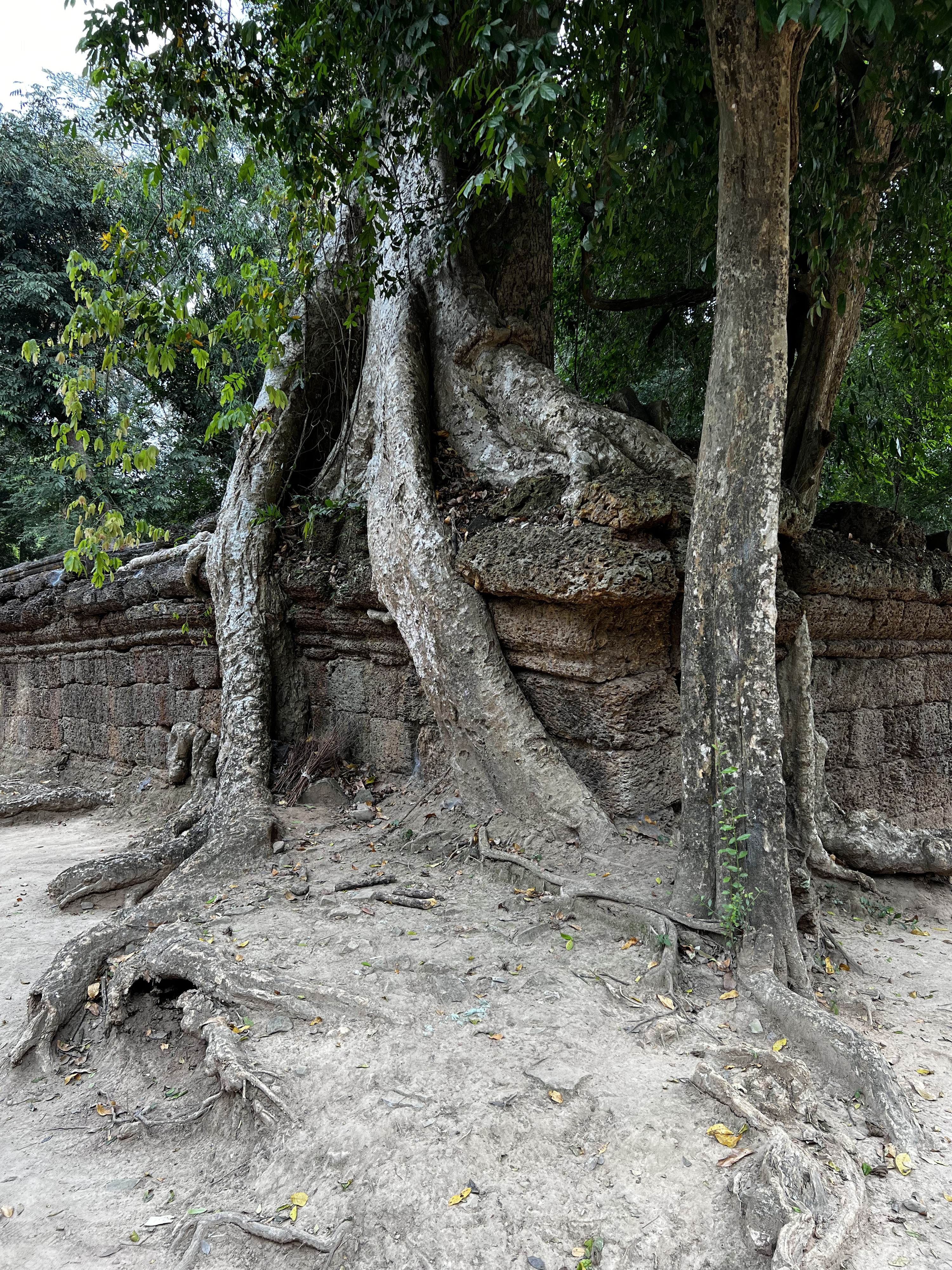 Picture Cambodia Siem Reap Ta Prohm 2023-01 49 - Center Ta Prohm