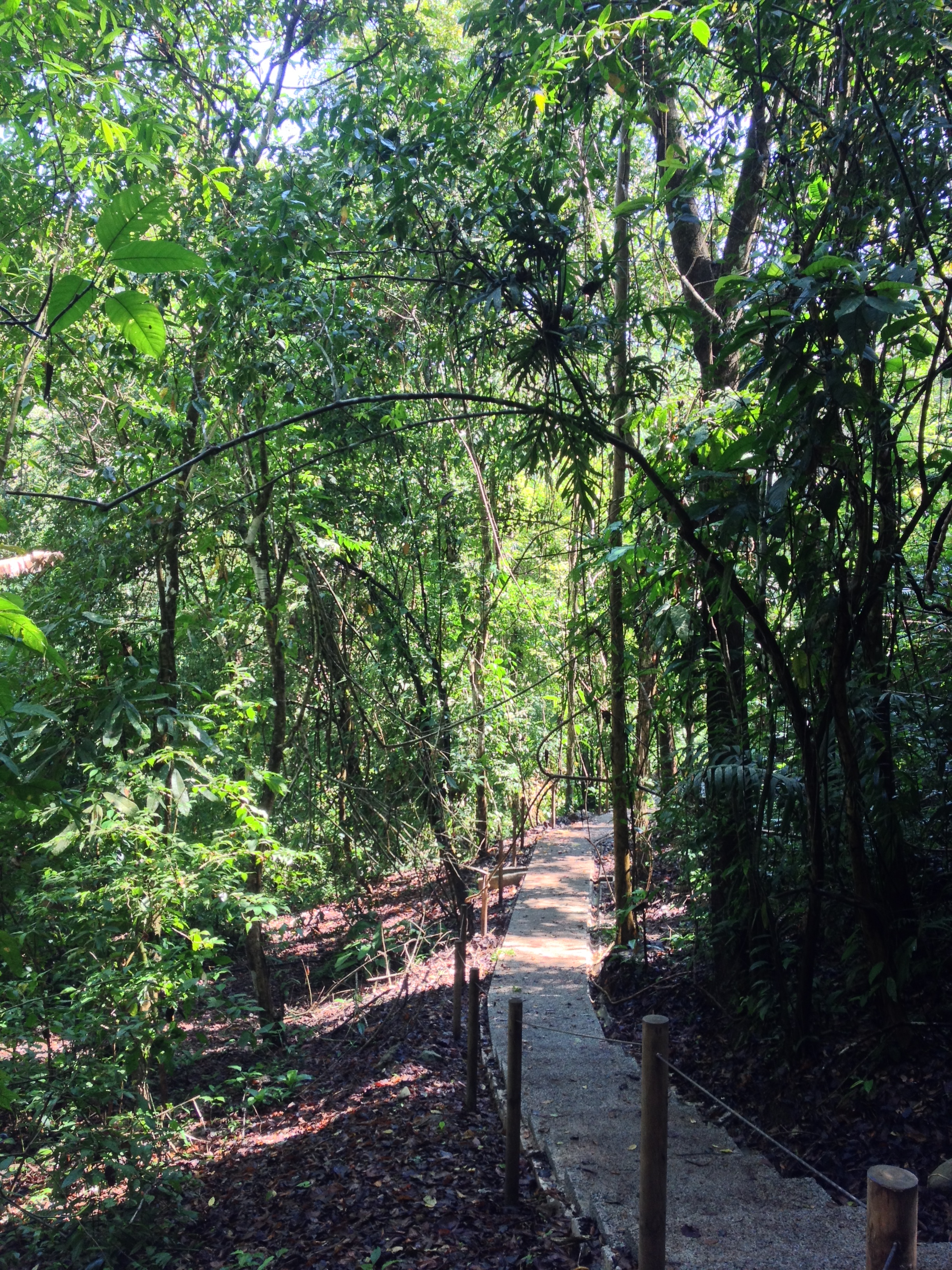 Picture Costa Rica Manuel Antonio 2015-03 60 - Around Manuel Antonio