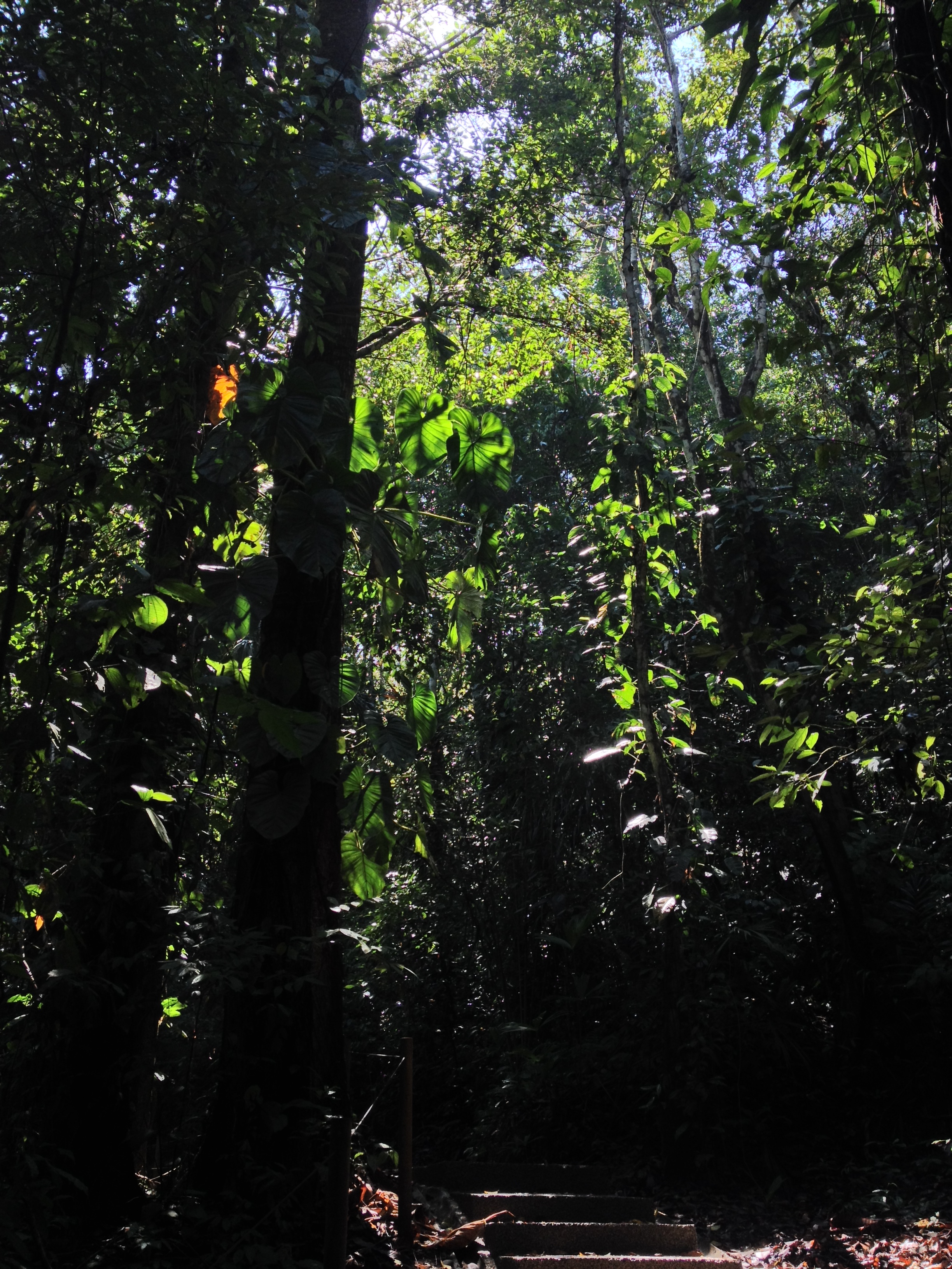 Picture Costa Rica Manuel Antonio 2015-03 11 - Discovery Manuel Antonio