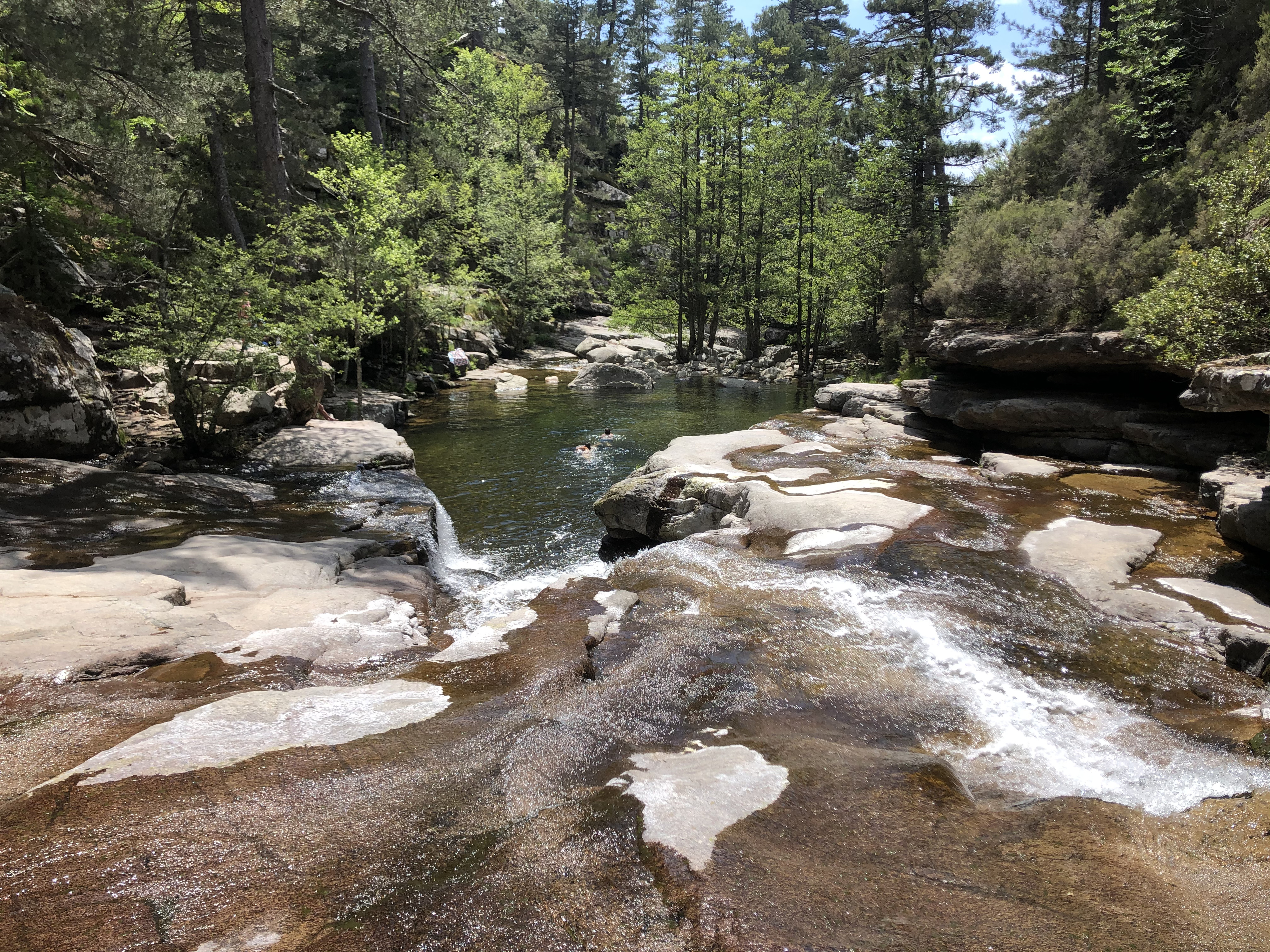 Picture France Corsica Aitone Forest 2021-06 25 - Tours Aitone Forest