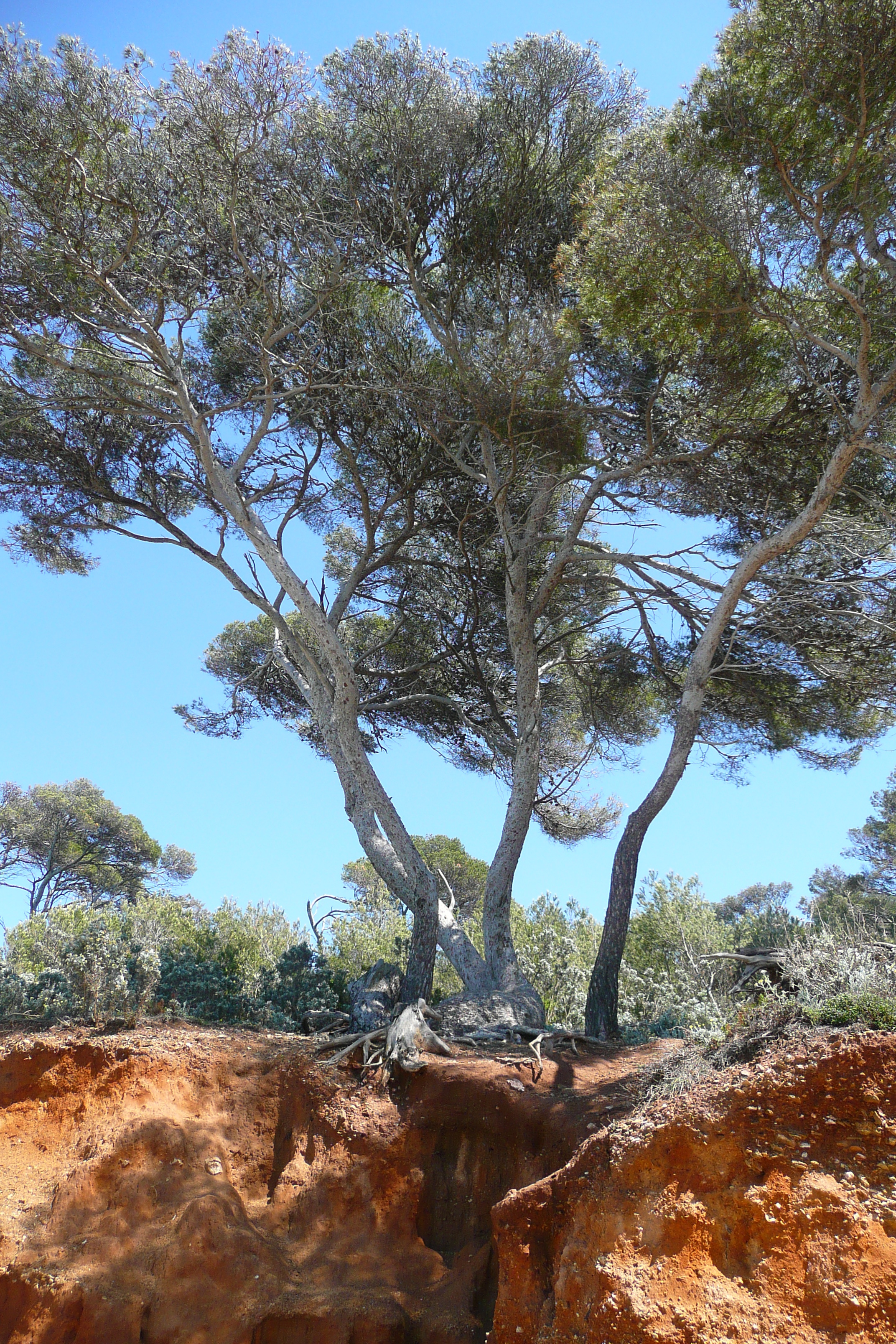 Picture France Porquerolles Island Courtade beach 2008-05 4 - Tours Courtade beach