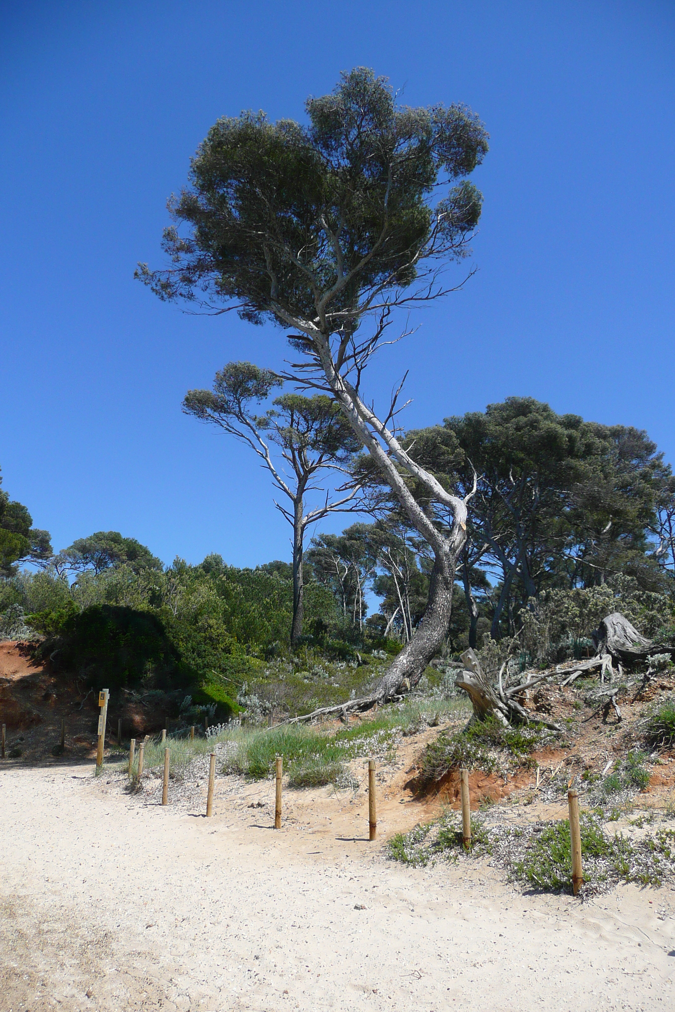 Picture France Porquerolles Island Courtade beach 2008-05 63 - Discovery Courtade beach