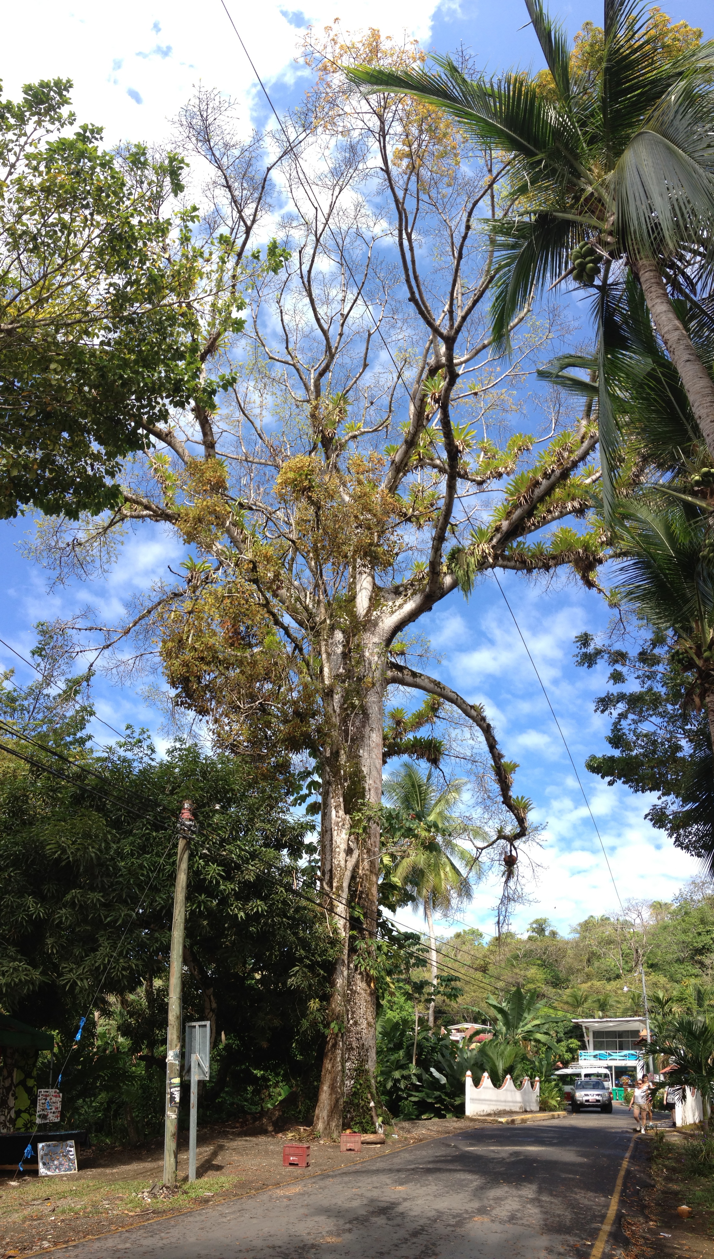 Picture Costa Rica Manuel Antonio 2015-03 506 - History Manuel Antonio