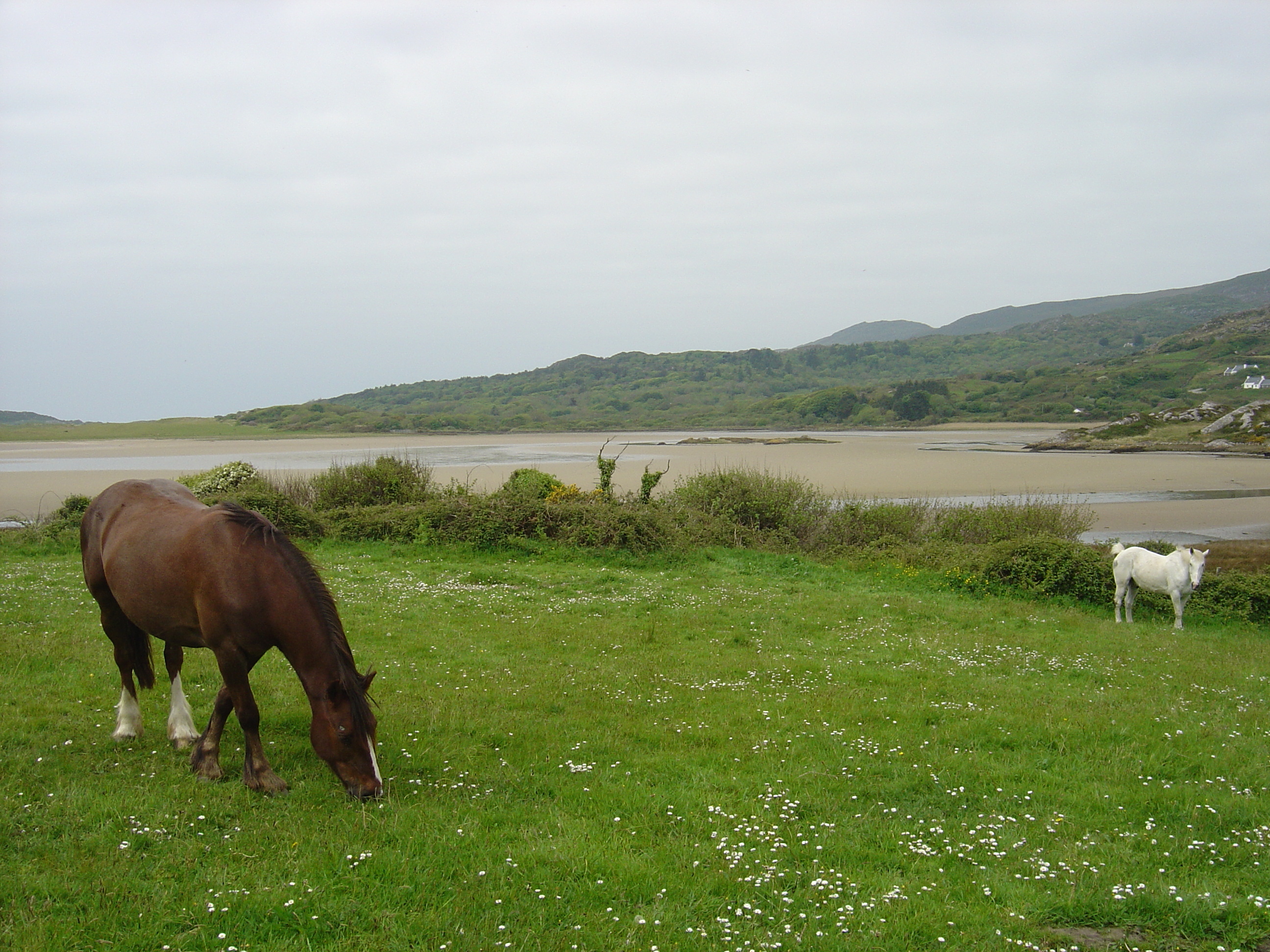 Picture Ireland Kerry Parknasilla 2004-05 27 - Journey Parknasilla