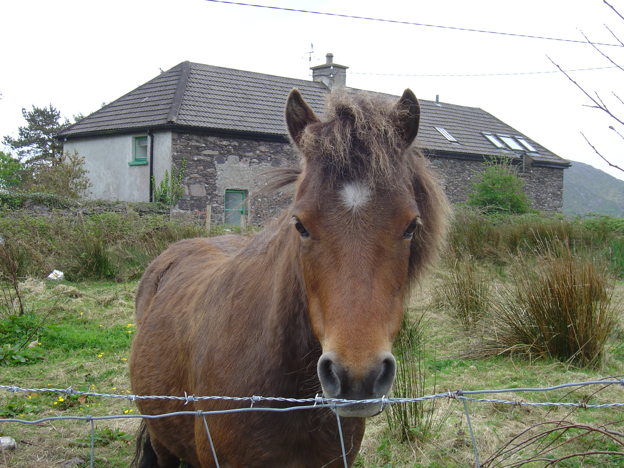 Picture Ireland Kerry Parknasilla 2004-05 20 - Journey Parknasilla