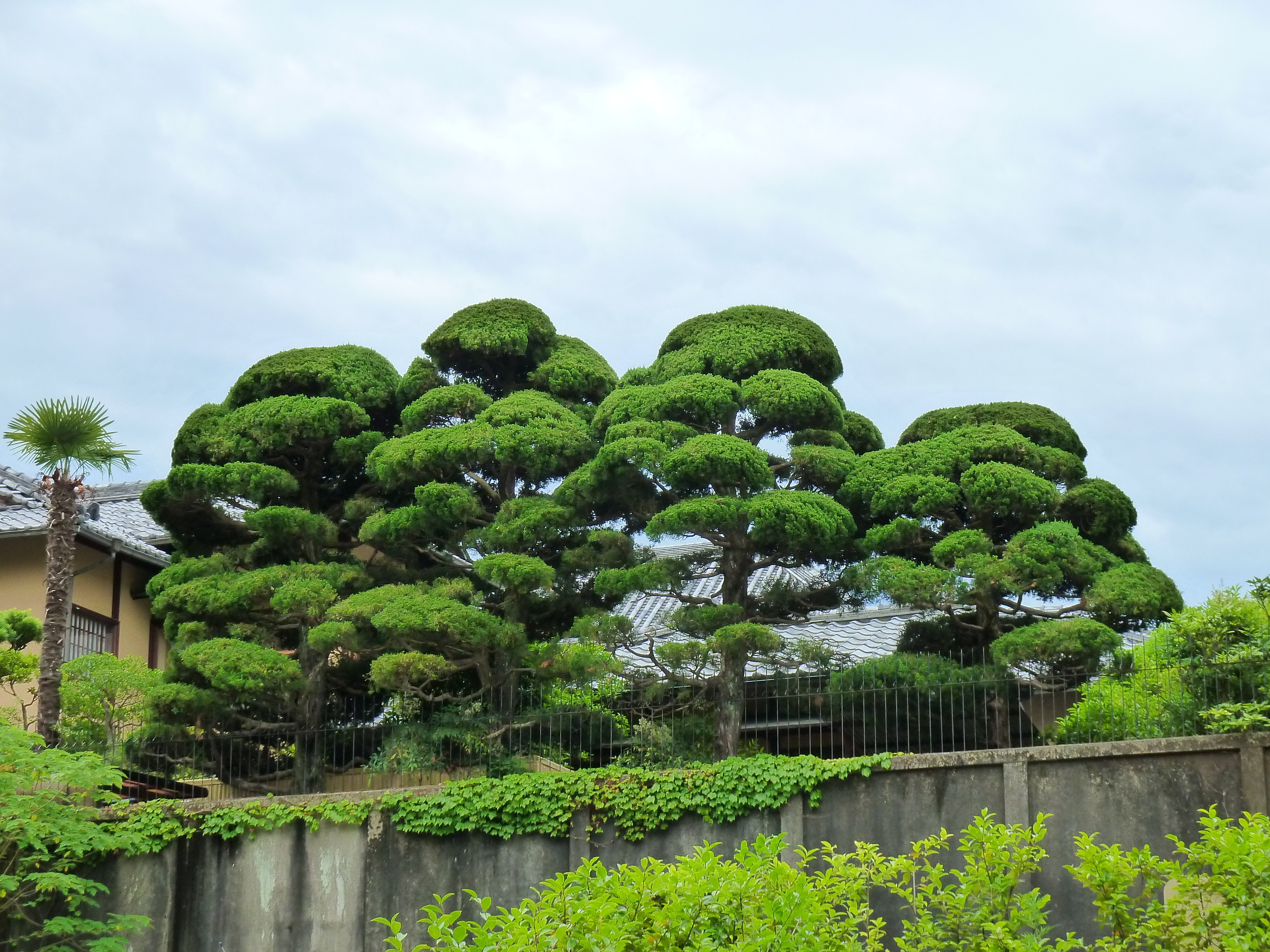 Picture Japan Kyoto 2010-06 45 - History Kyoto