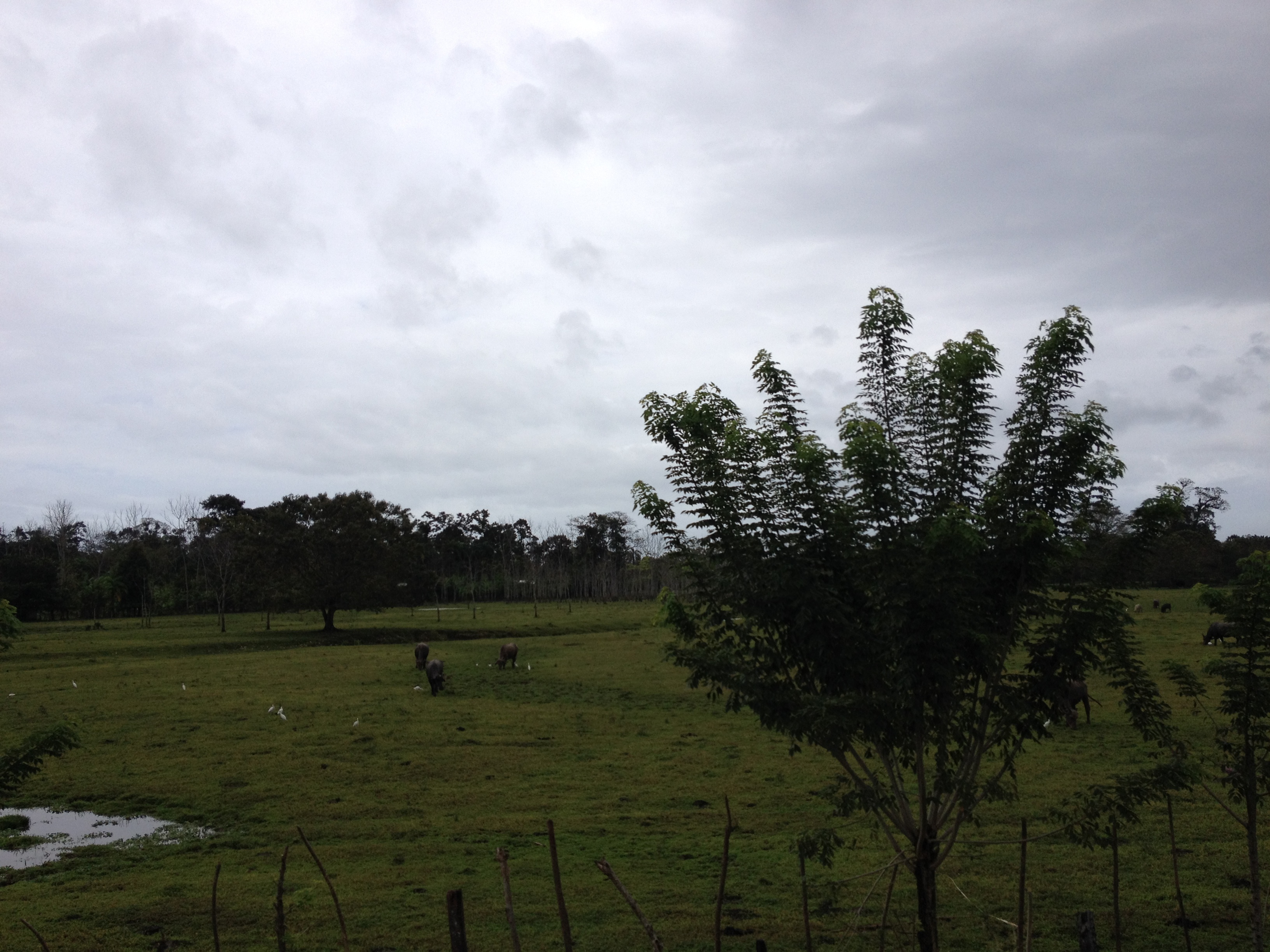 Picture Panama David to Bocas del toro 2015-03 69 - Discovery David to Bocas del toro