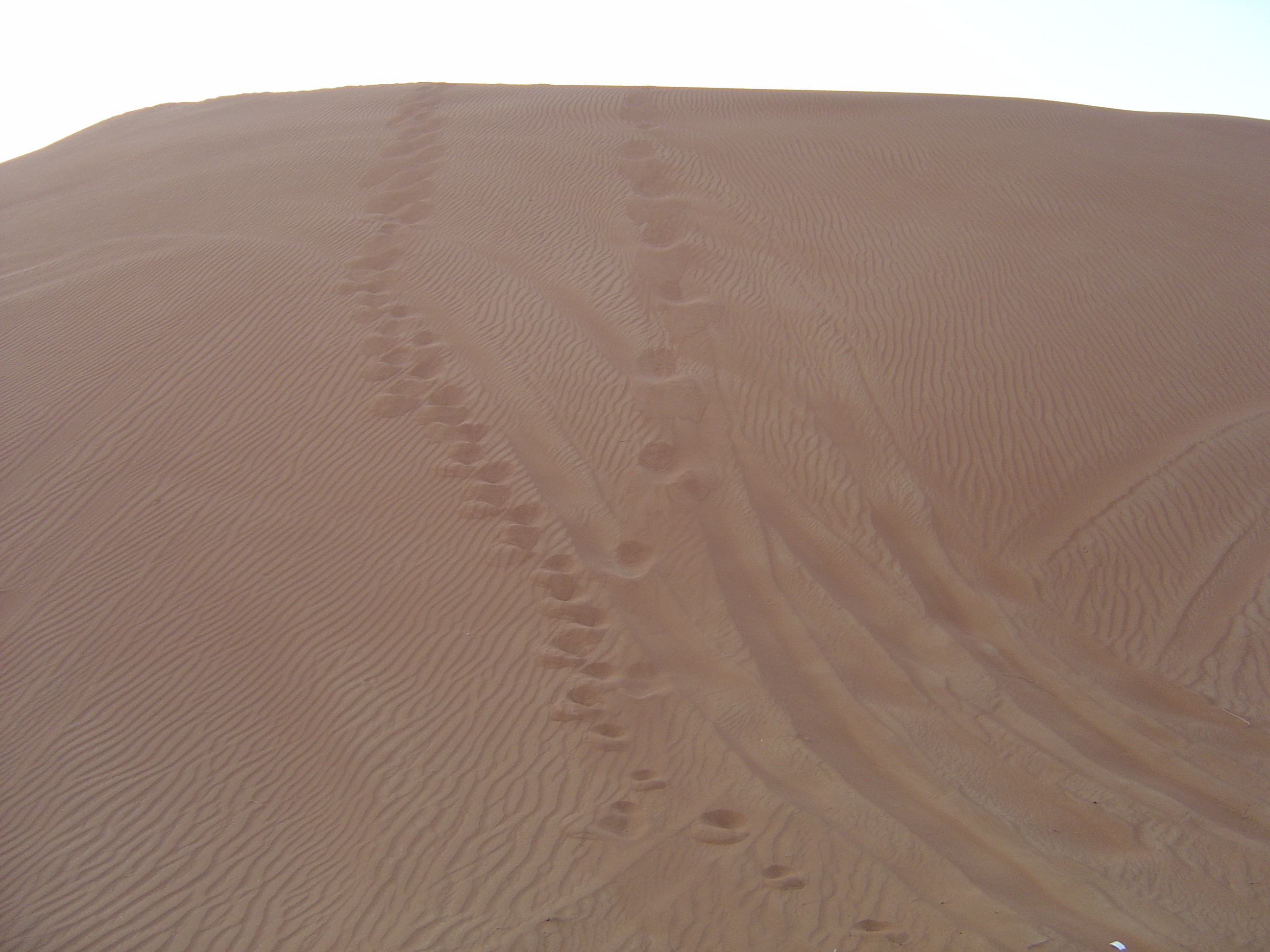 Picture United Arab Emirates Al Ain Desert 2005-11 8 - Around Desert