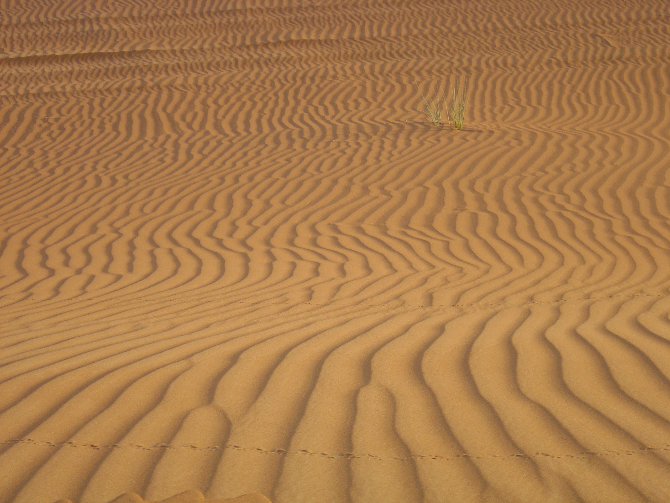 Picture United Arab Emirates Al Ain Desert 2005-11 4 - Center Desert