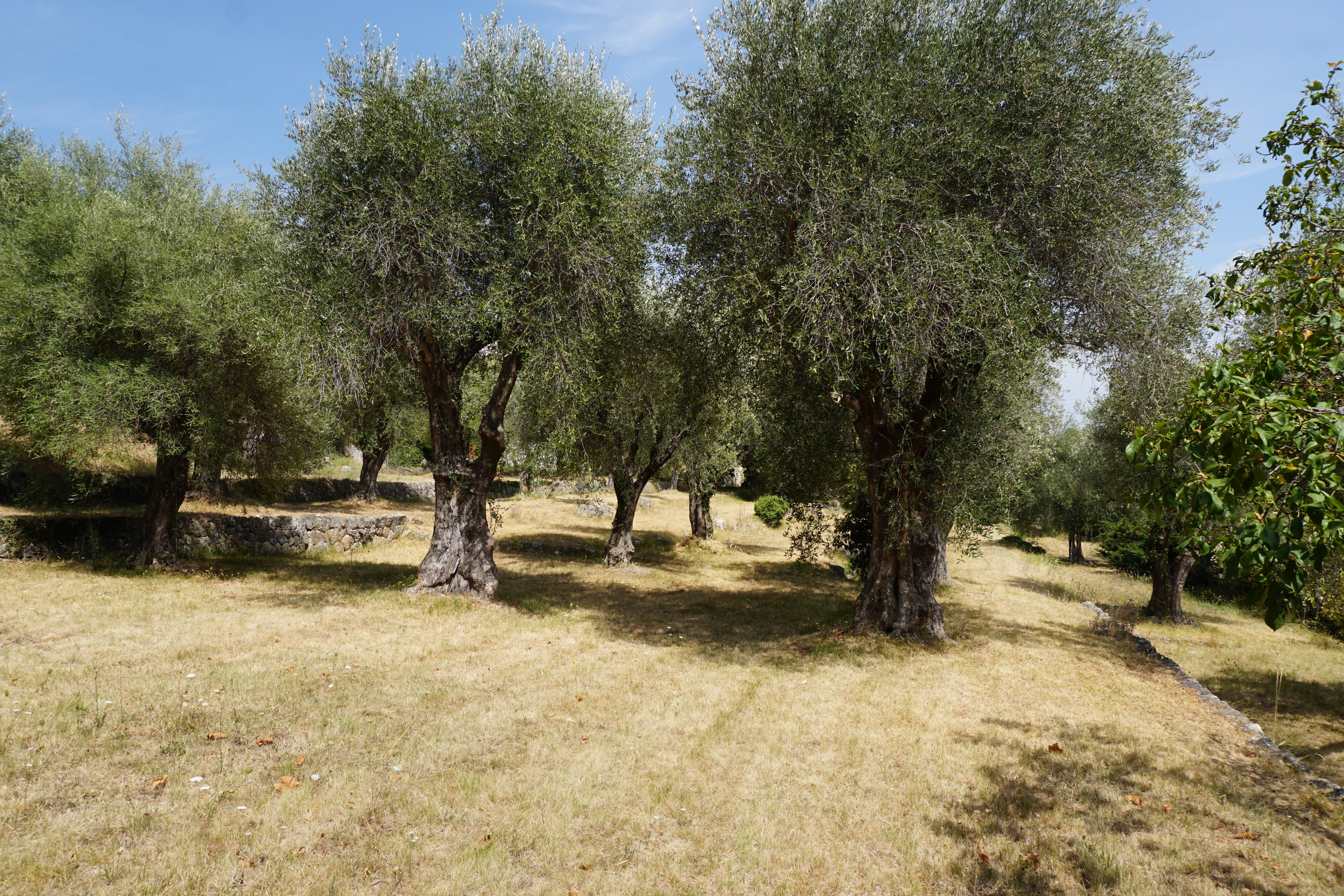 Picture France Vence 2017-08 25 - Around Vence