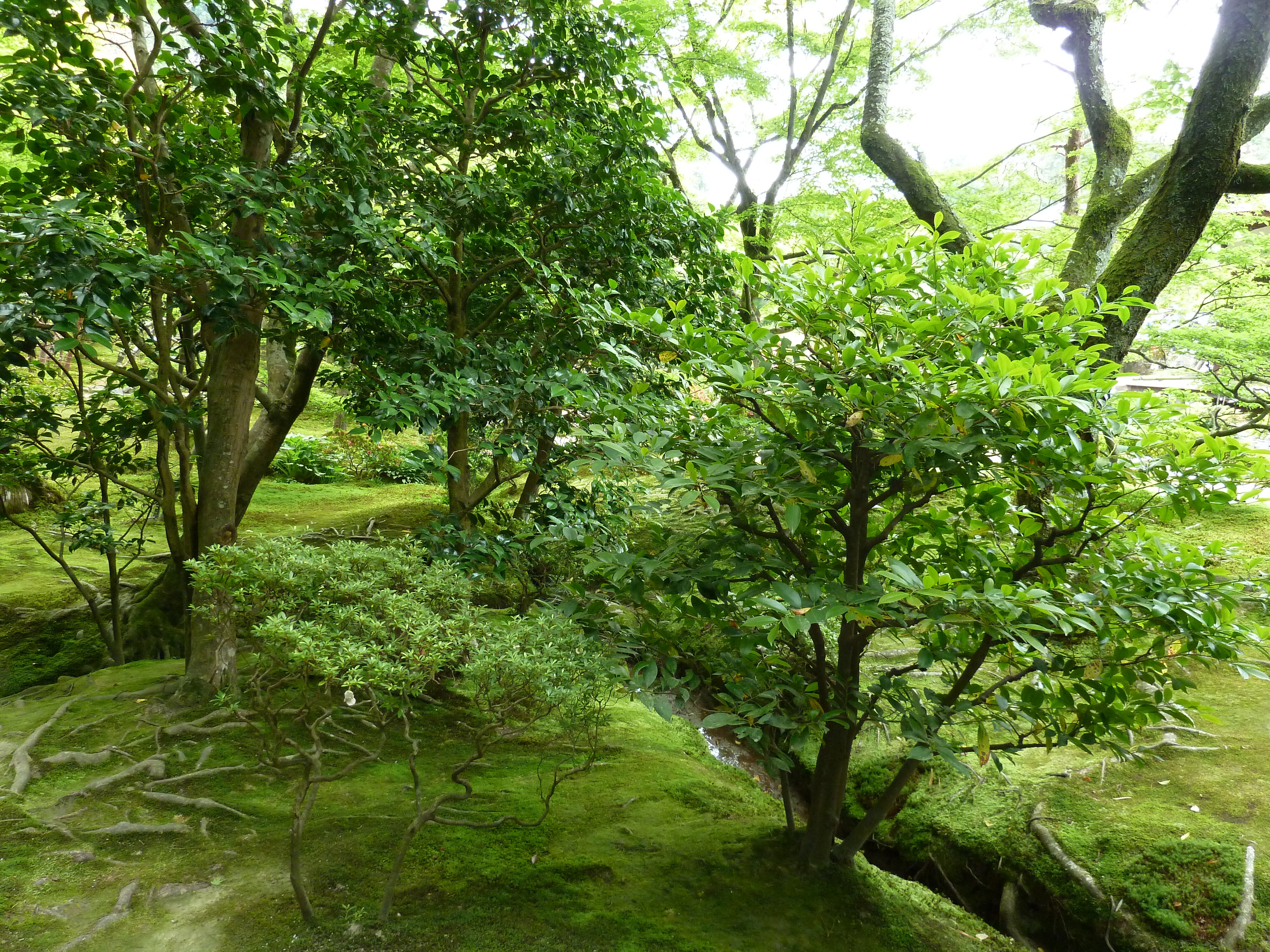 Picture Japan Kyoto Ginkakuji Temple(Silver Pavilion) 2010-06 29 - Discovery Ginkakuji Temple(Silver Pavilion)