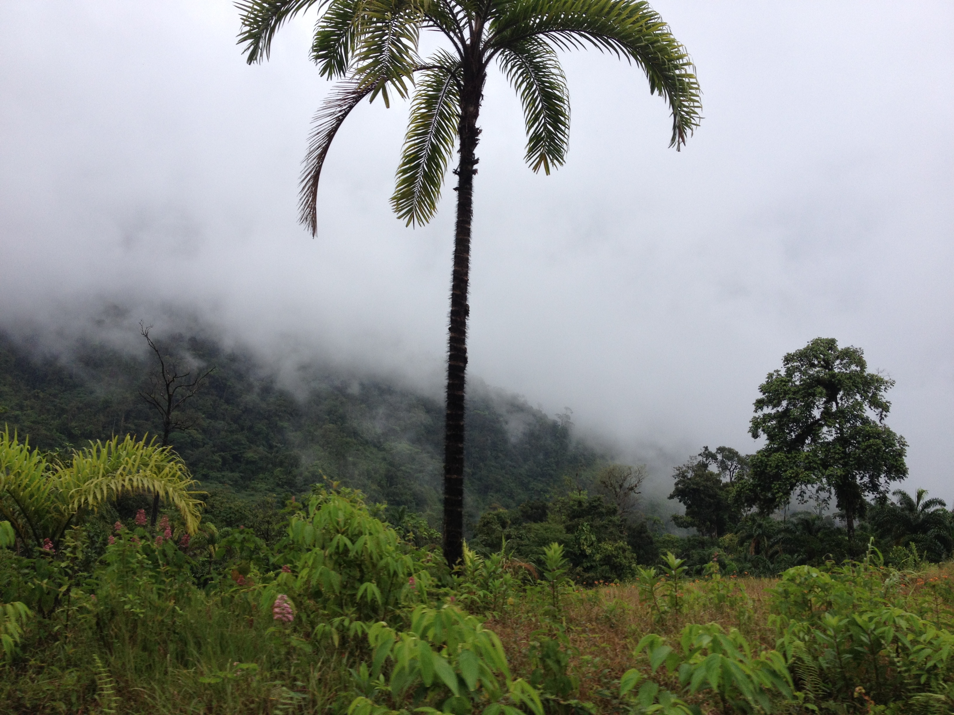 Picture Panama David to Bocas del toro 2015-03 84 - Journey David to Bocas del toro