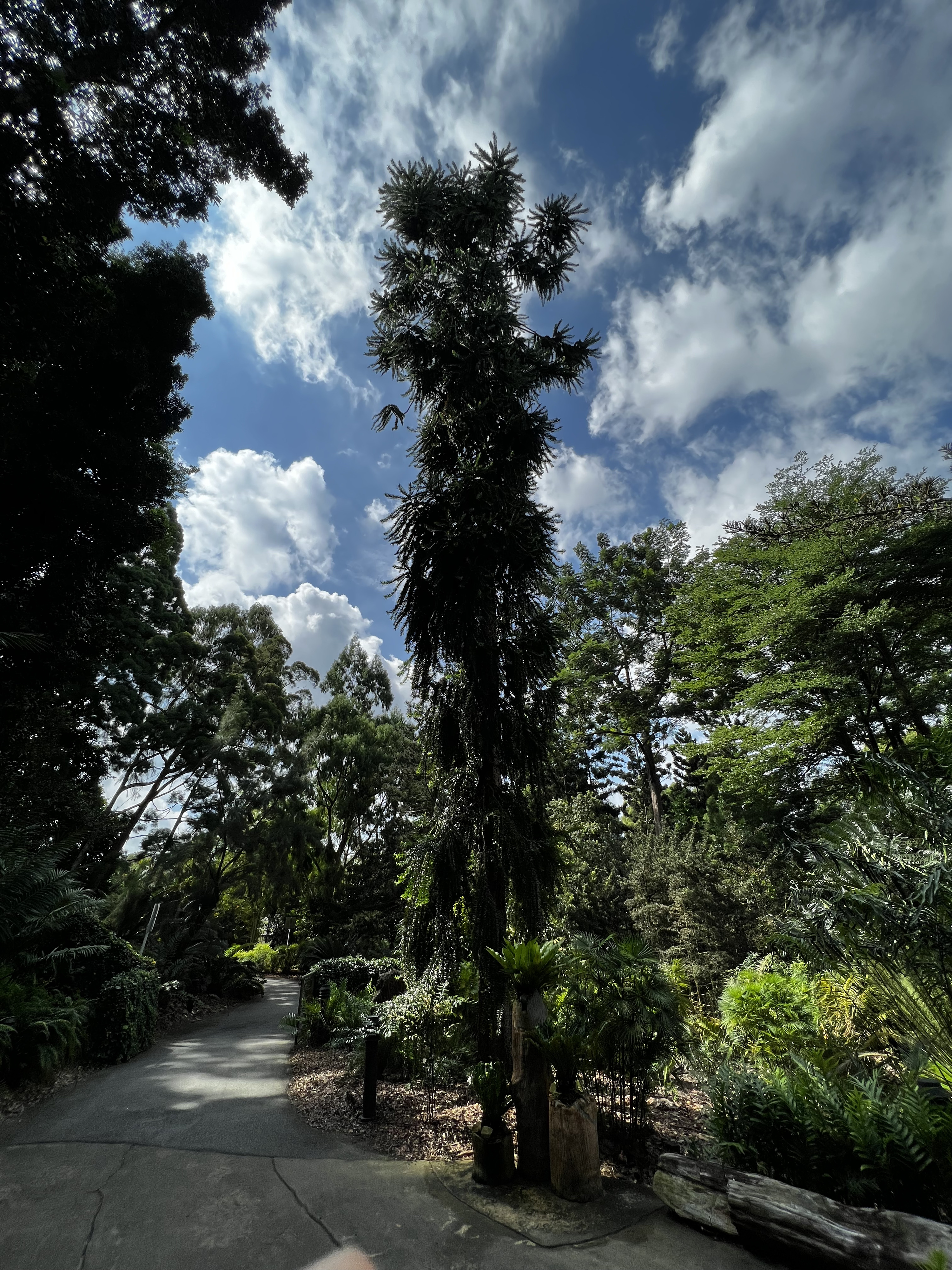 Picture Singapore Singapore Botanic Gardens 2023-01 42 - Center Singapore Botanic Gardens