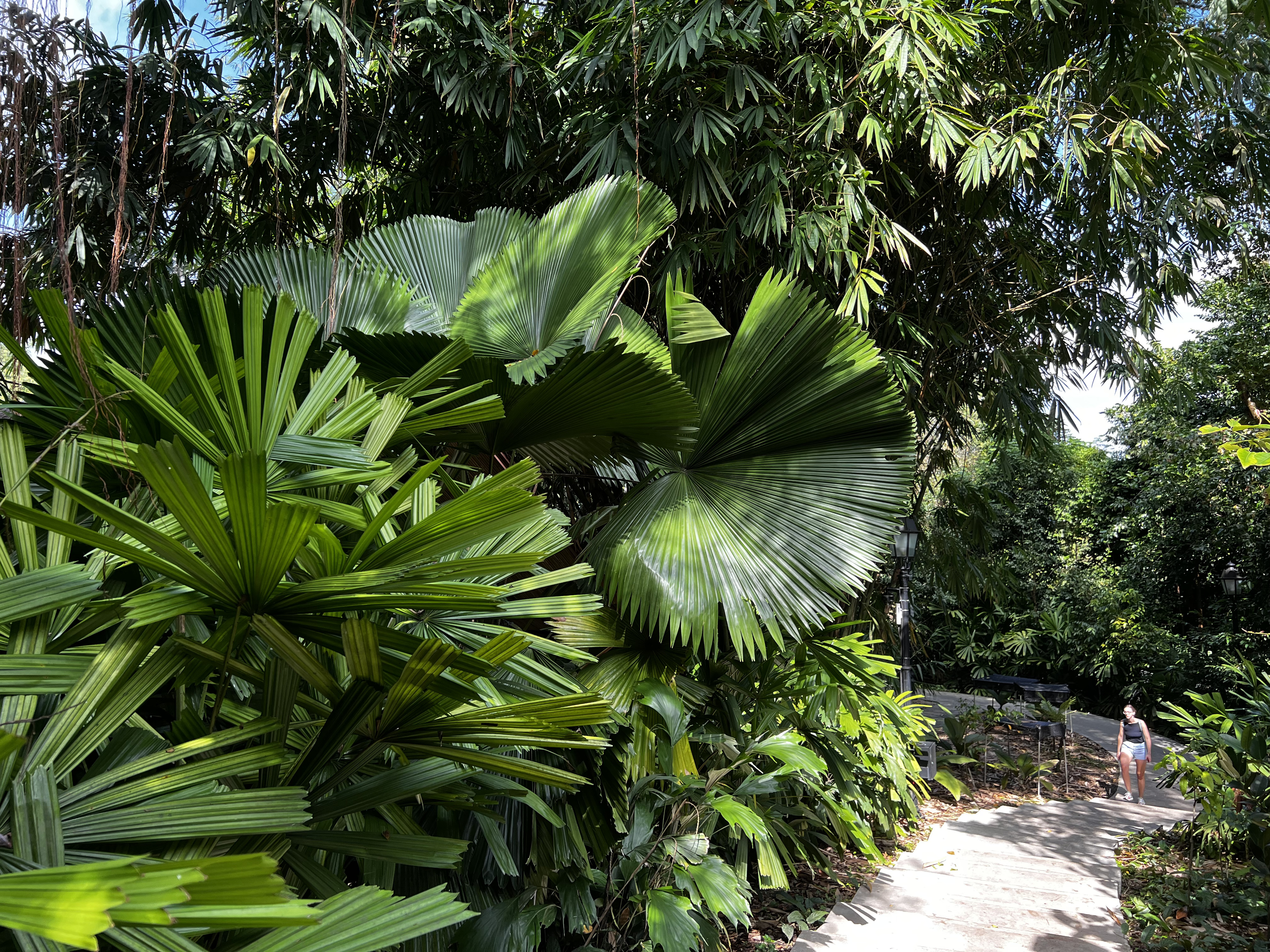 Picture Singapore Singapore Botanic Gardens 2023-01 126 - Center Singapore Botanic Gardens