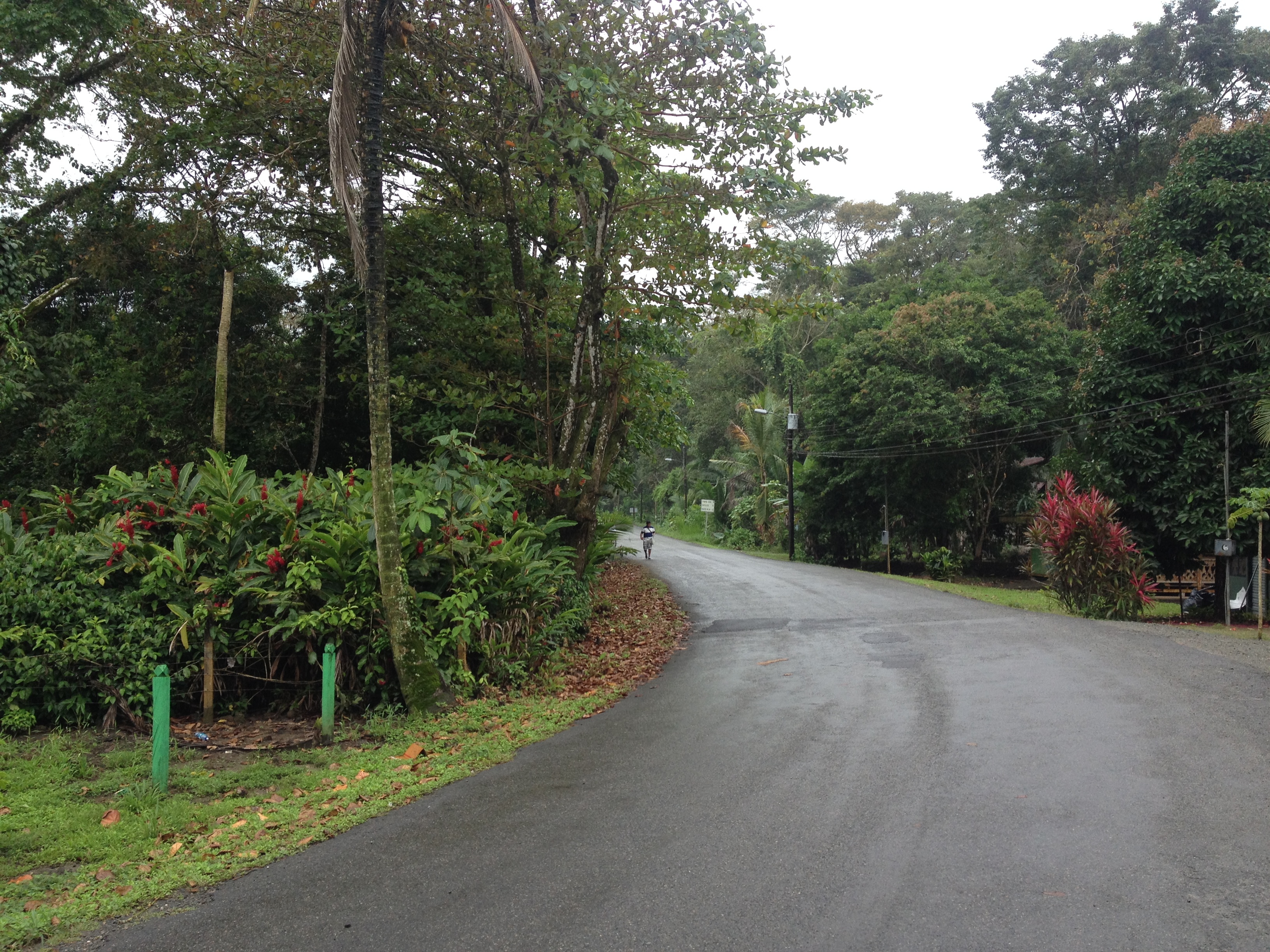 Picture Costa Rica Puerto Viejo de Talamanca 2015-03 80 - Tour Puerto Viejo de Talamanca