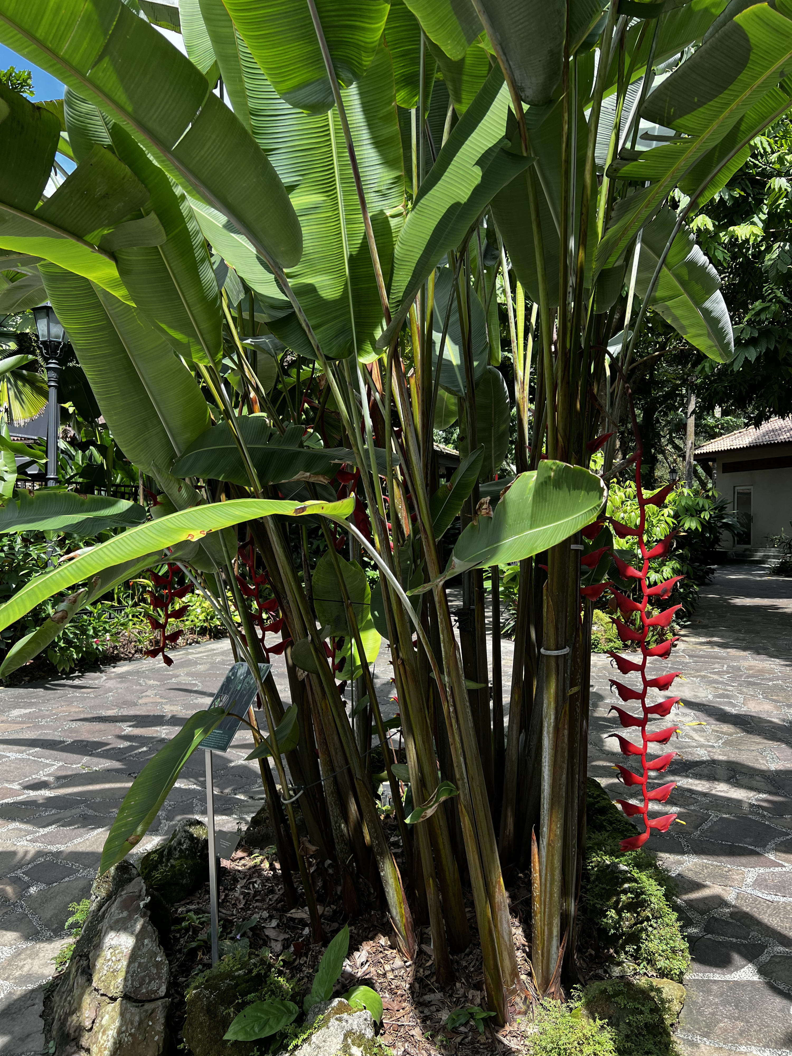 Picture Singapore Singapore Botanic Gardens 2023-01 40 - History Singapore Botanic Gardens