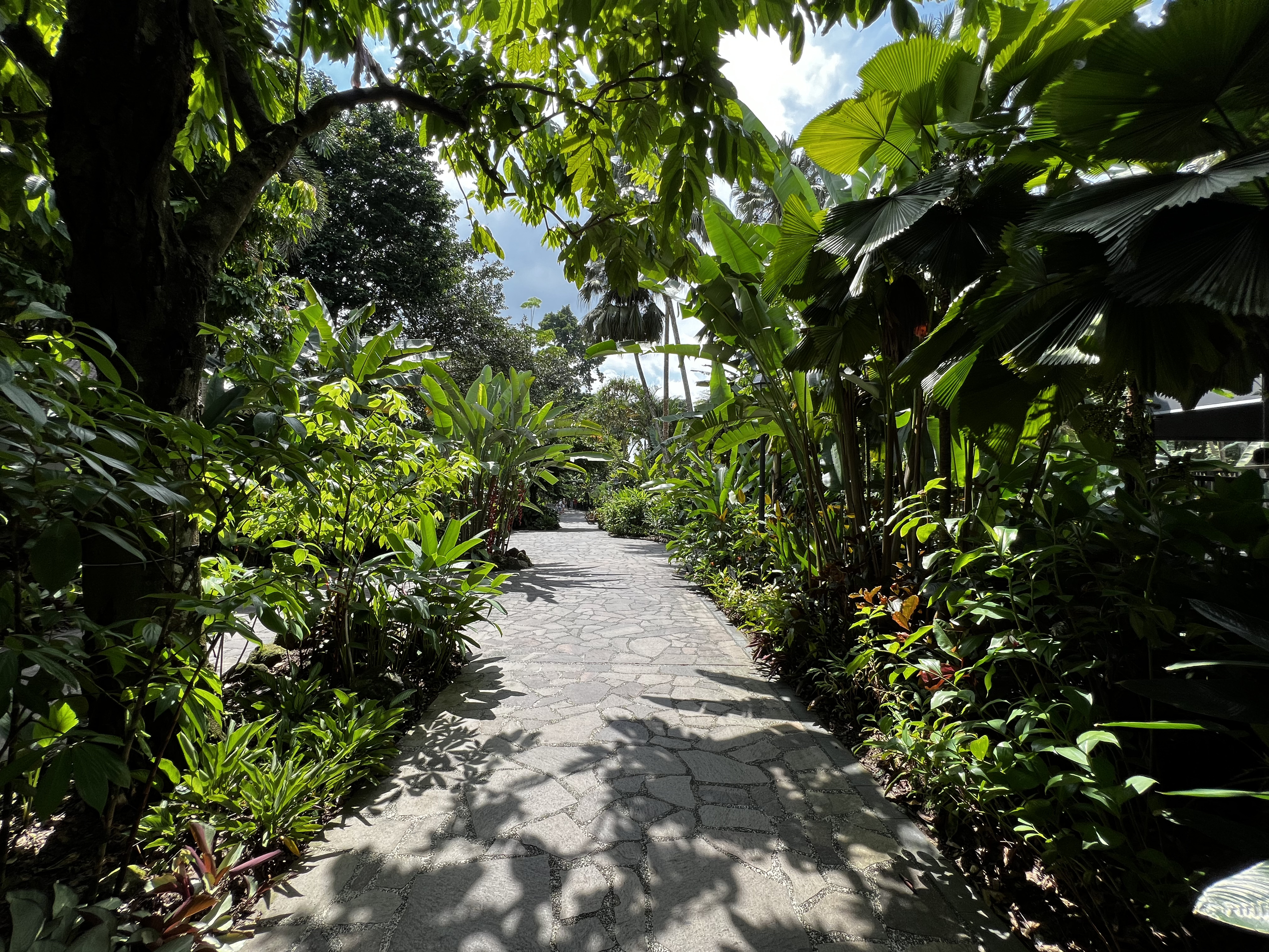 Picture Singapore Singapore Botanic Gardens 2023-01 67 - Recreation Singapore Botanic Gardens