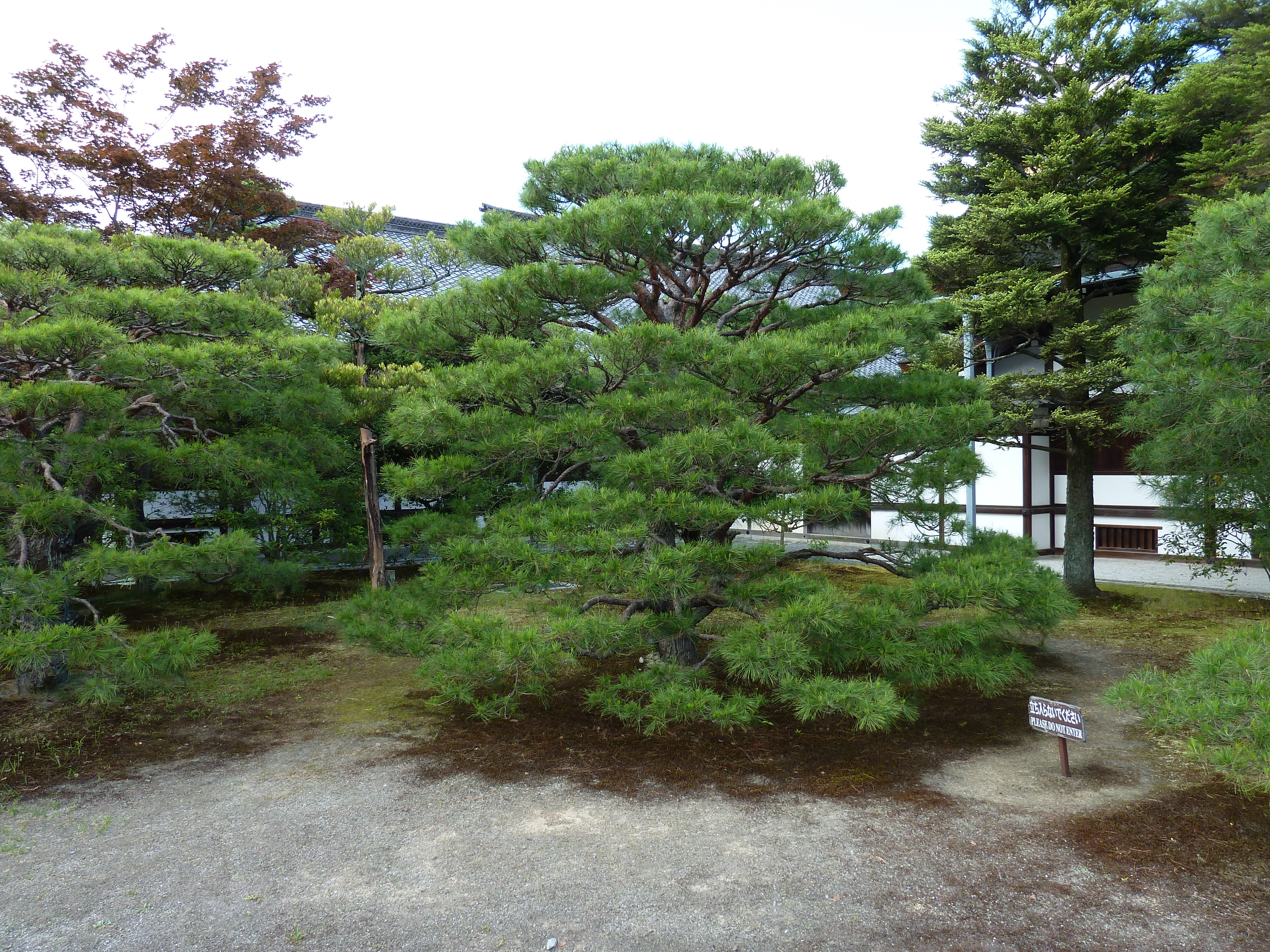 Picture Japan Kyoto Kyoto Imperial Palace 2010-06 147 - Tour Kyoto Imperial Palace