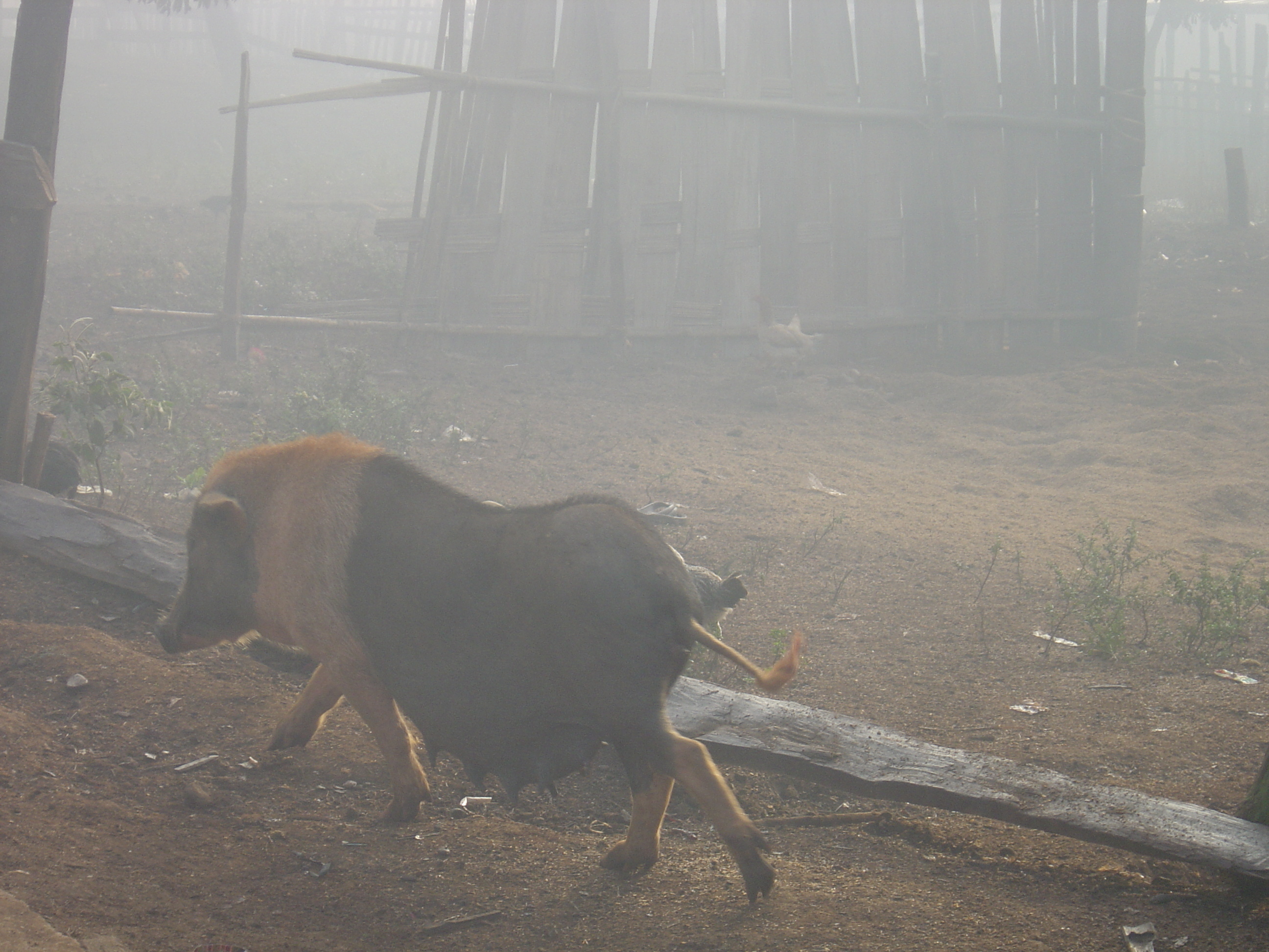 Picture Thailand Pang ma pha 2005-12 179 - Tour Pang ma pha