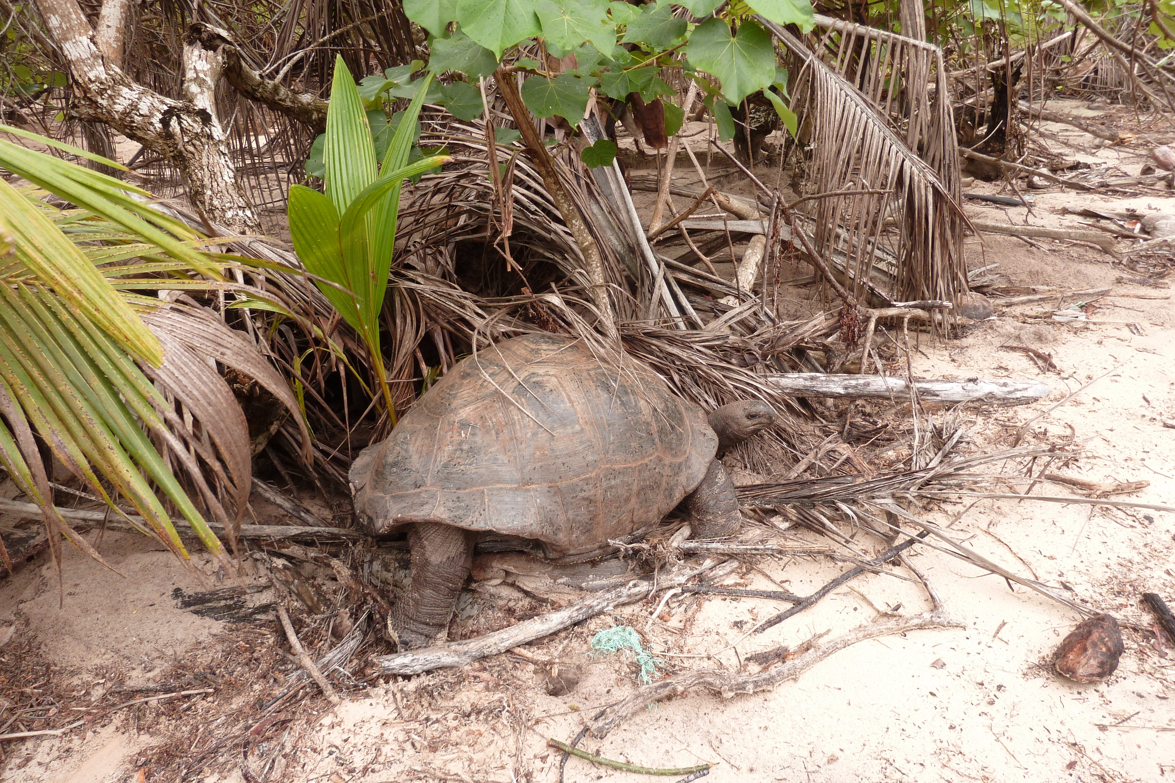 Picture Seychelles Curieuse 2011-10 26 - Recreation Curieuse