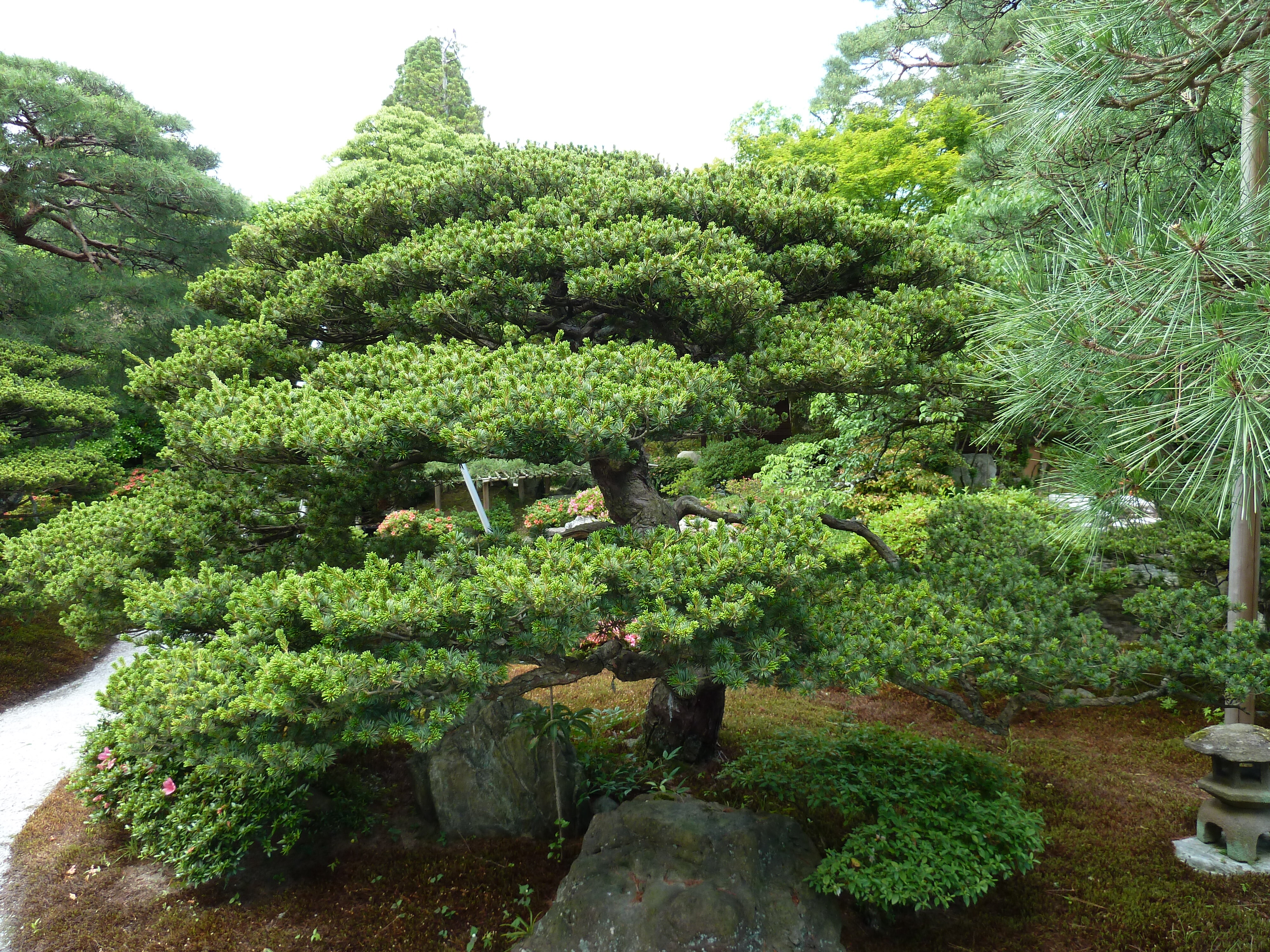 Picture Japan Kyoto Kyoto Imperial Palace 2010-06 90 - Center Kyoto Imperial Palace