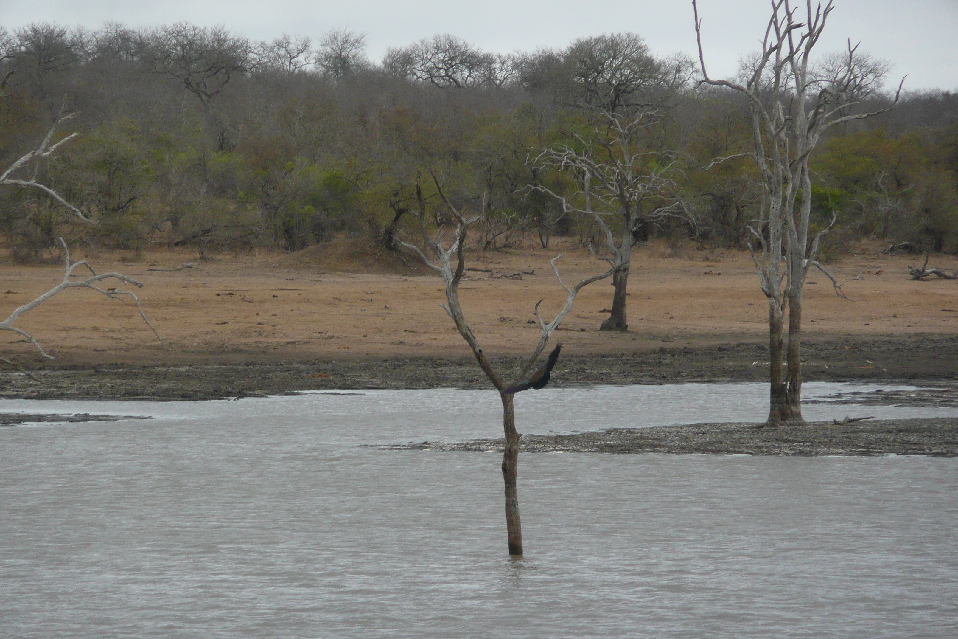 Picture South Africa Kruger National Park Mpondo 2008-09 31 - Tour Mpondo