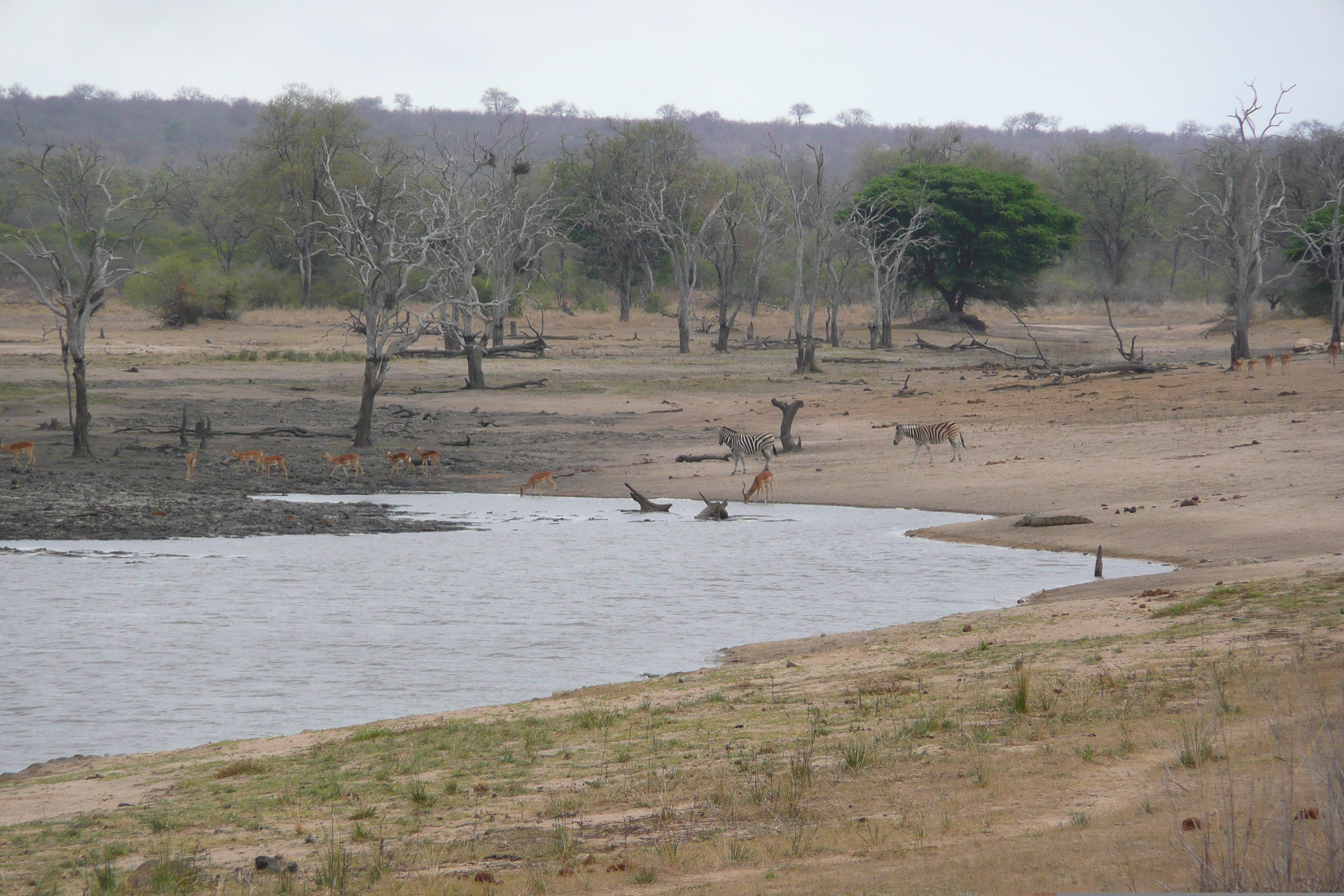 Picture South Africa Kruger National Park Mpondo 2008-09 27 - Discovery Mpondo