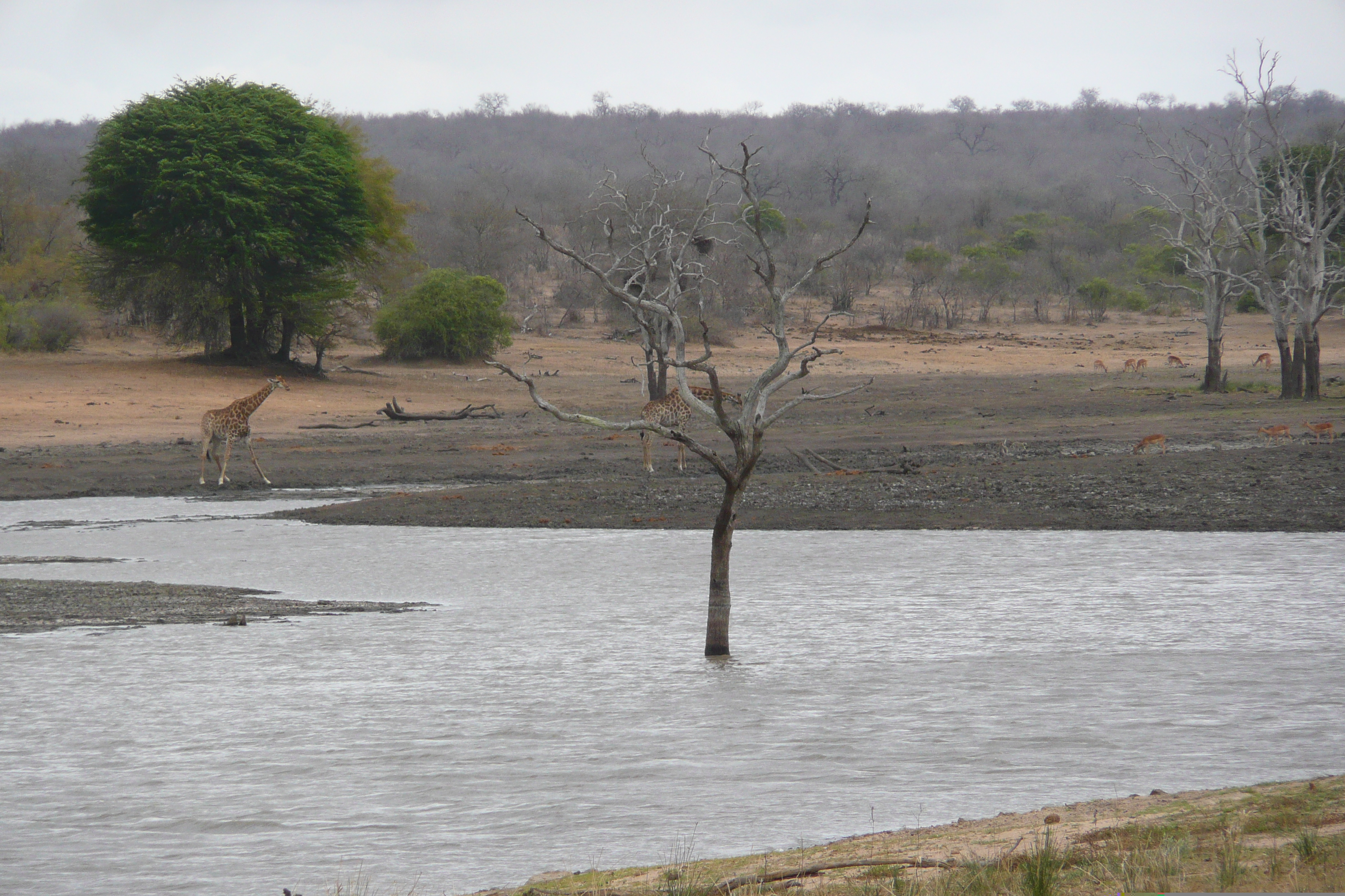 Picture South Africa Kruger National Park Mpondo 2008-09 16 - Tour Mpondo