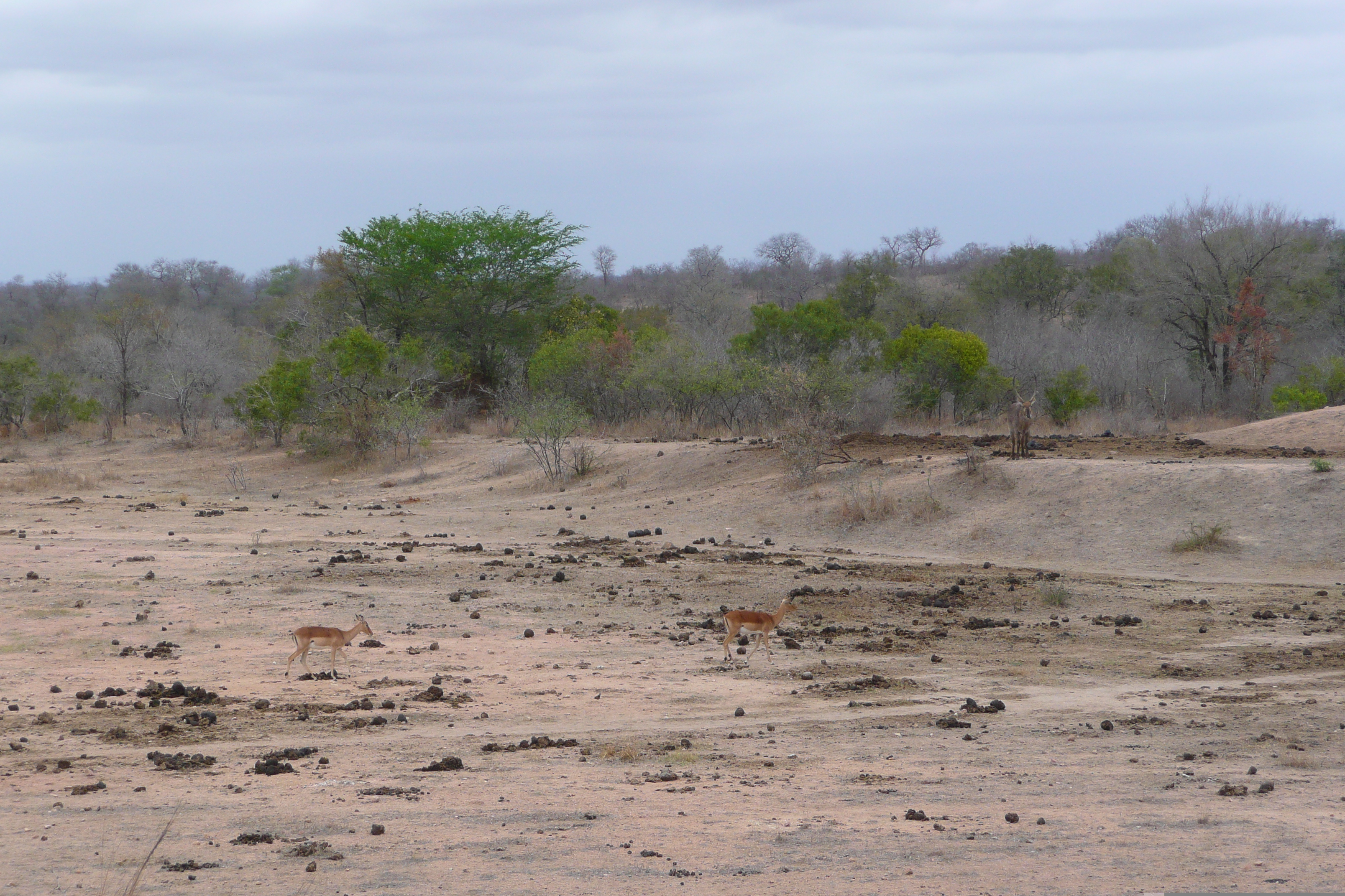 Picture South Africa Kruger National Park Mpondo 2008-09 19 - History Mpondo