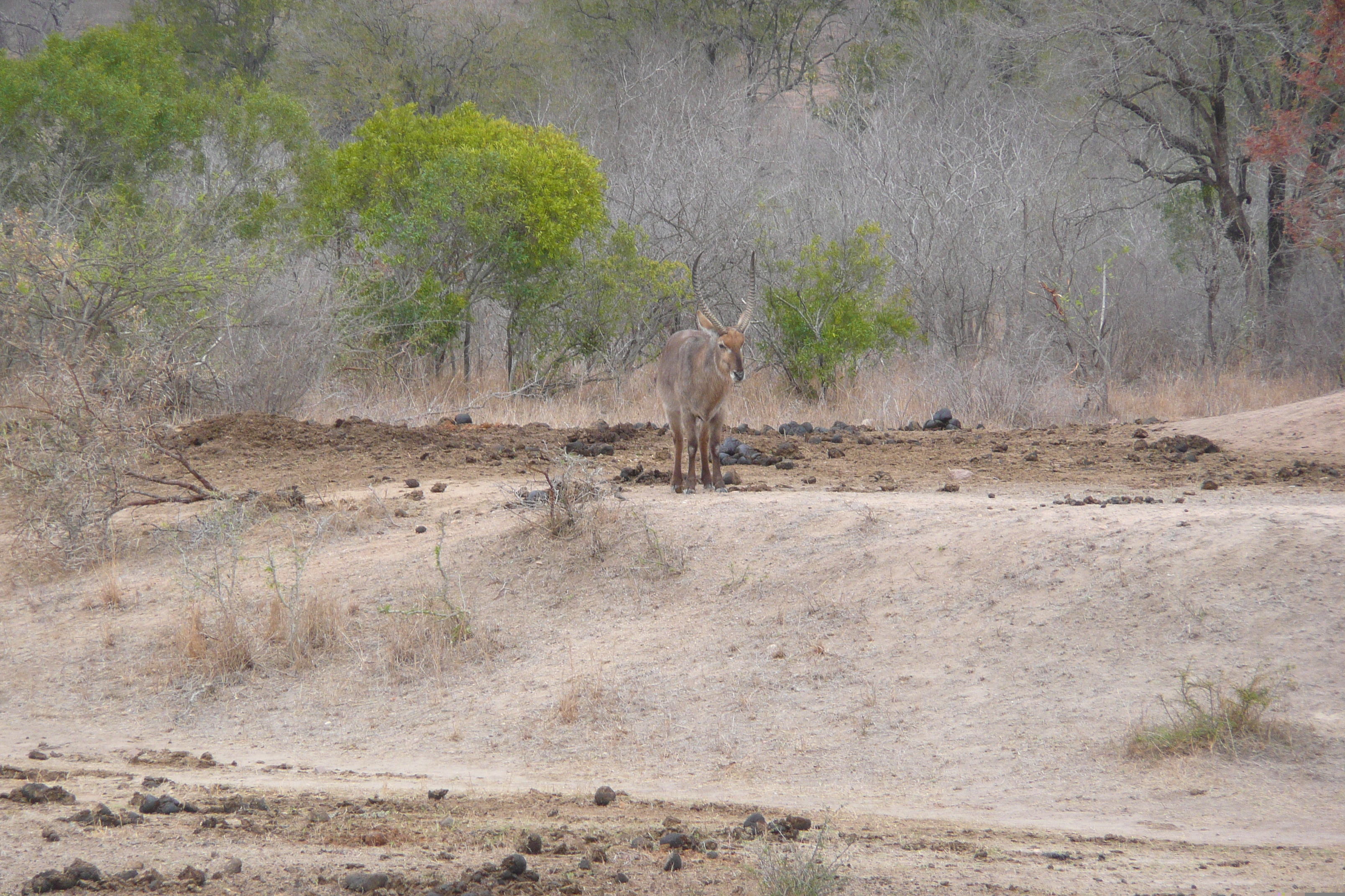 Picture South Africa Kruger National Park Mpondo 2008-09 26 - Discovery Mpondo