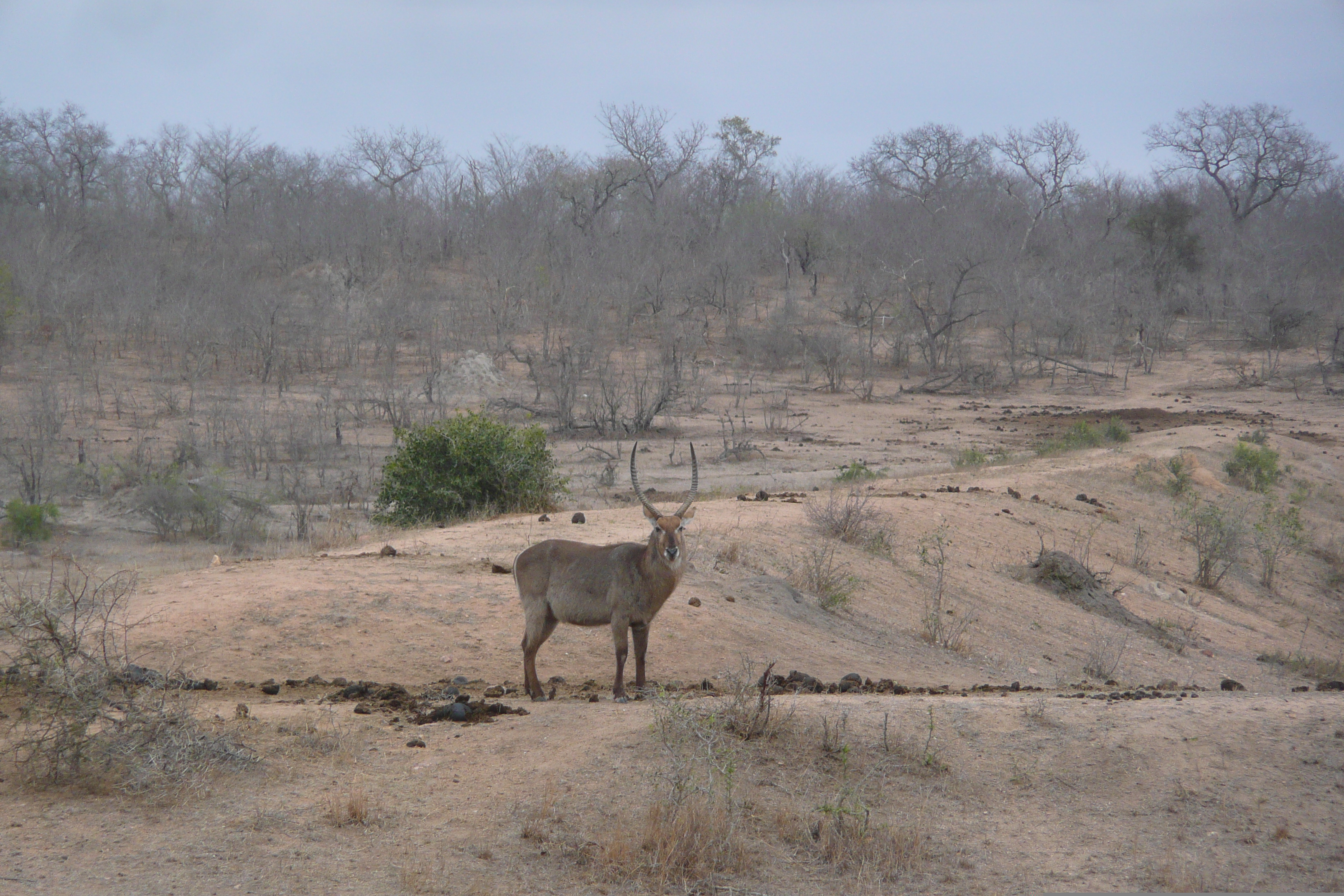 Picture South Africa Kruger National Park Mpondo 2008-09 21 - Journey Mpondo