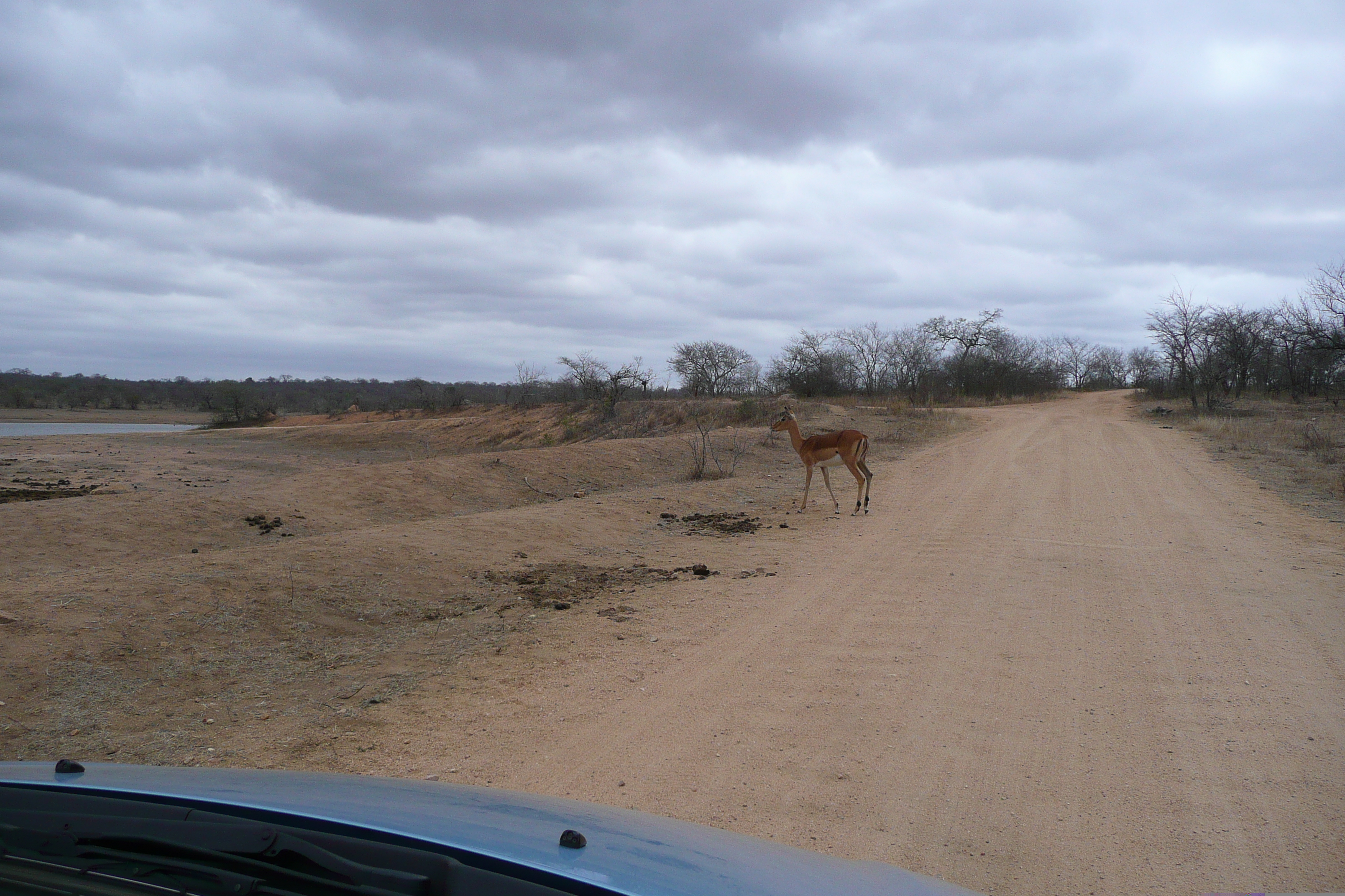 Picture South Africa Kruger National Park Mpondo 2008-09 13 - Tour Mpondo