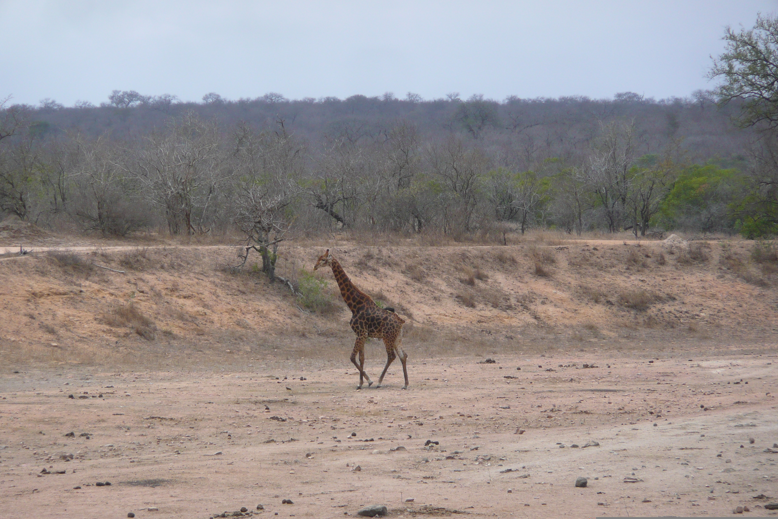 Picture South Africa Kruger National Park Mpondo 2008-09 10 - Around Mpondo