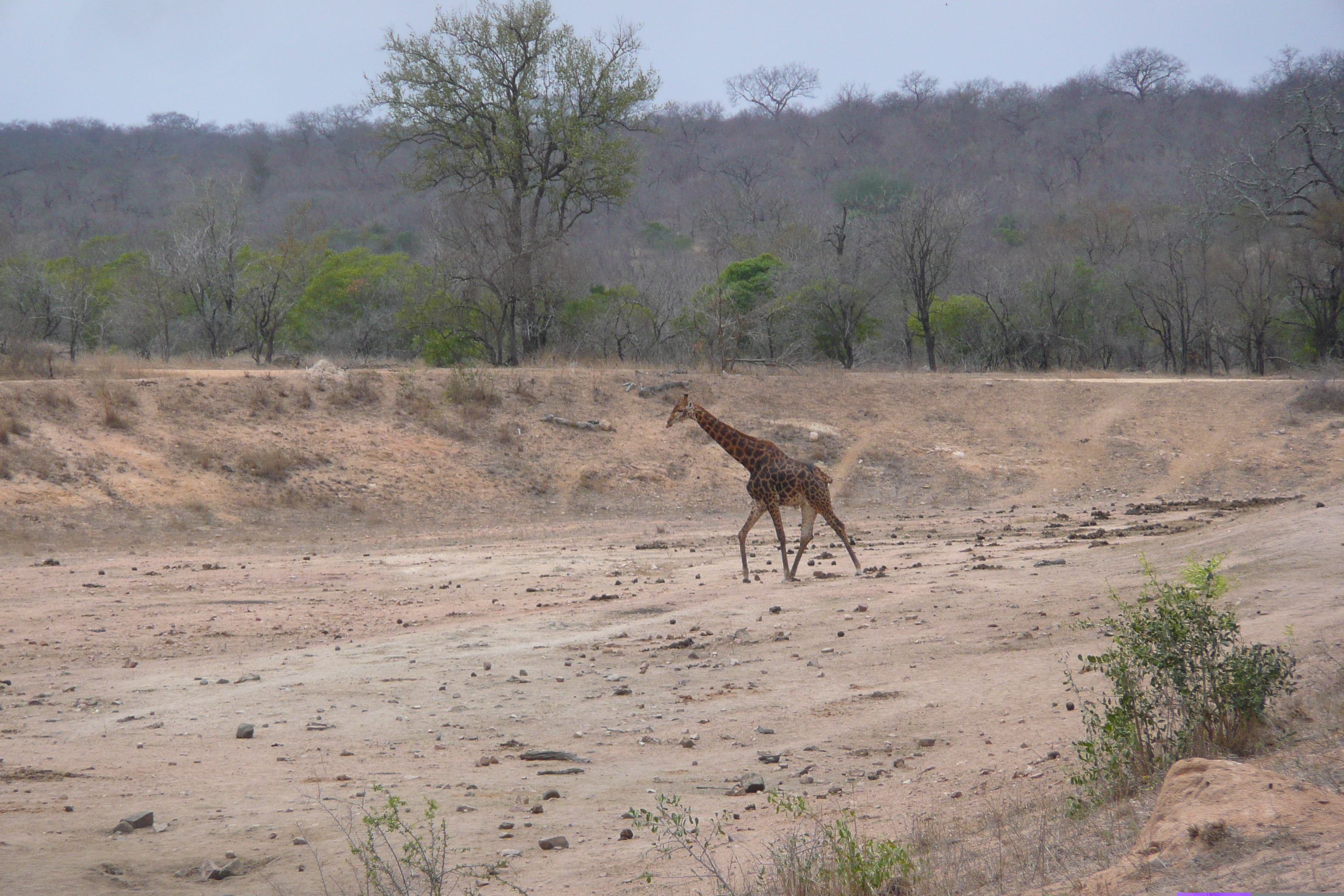 Picture South Africa Kruger National Park Mpondo 2008-09 1 - Tour Mpondo