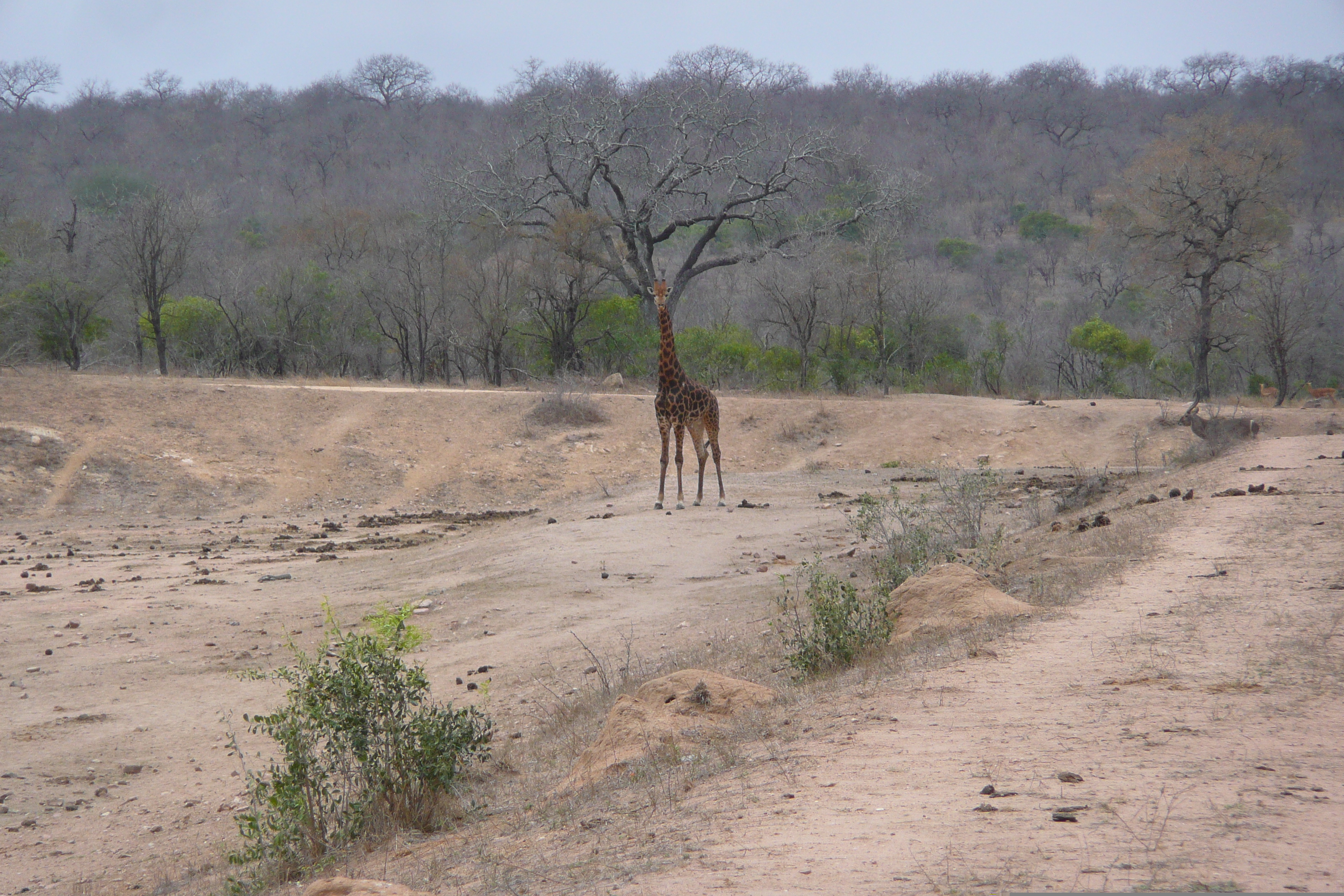 Picture South Africa Kruger National Park Mpondo 2008-09 14 - Center Mpondo