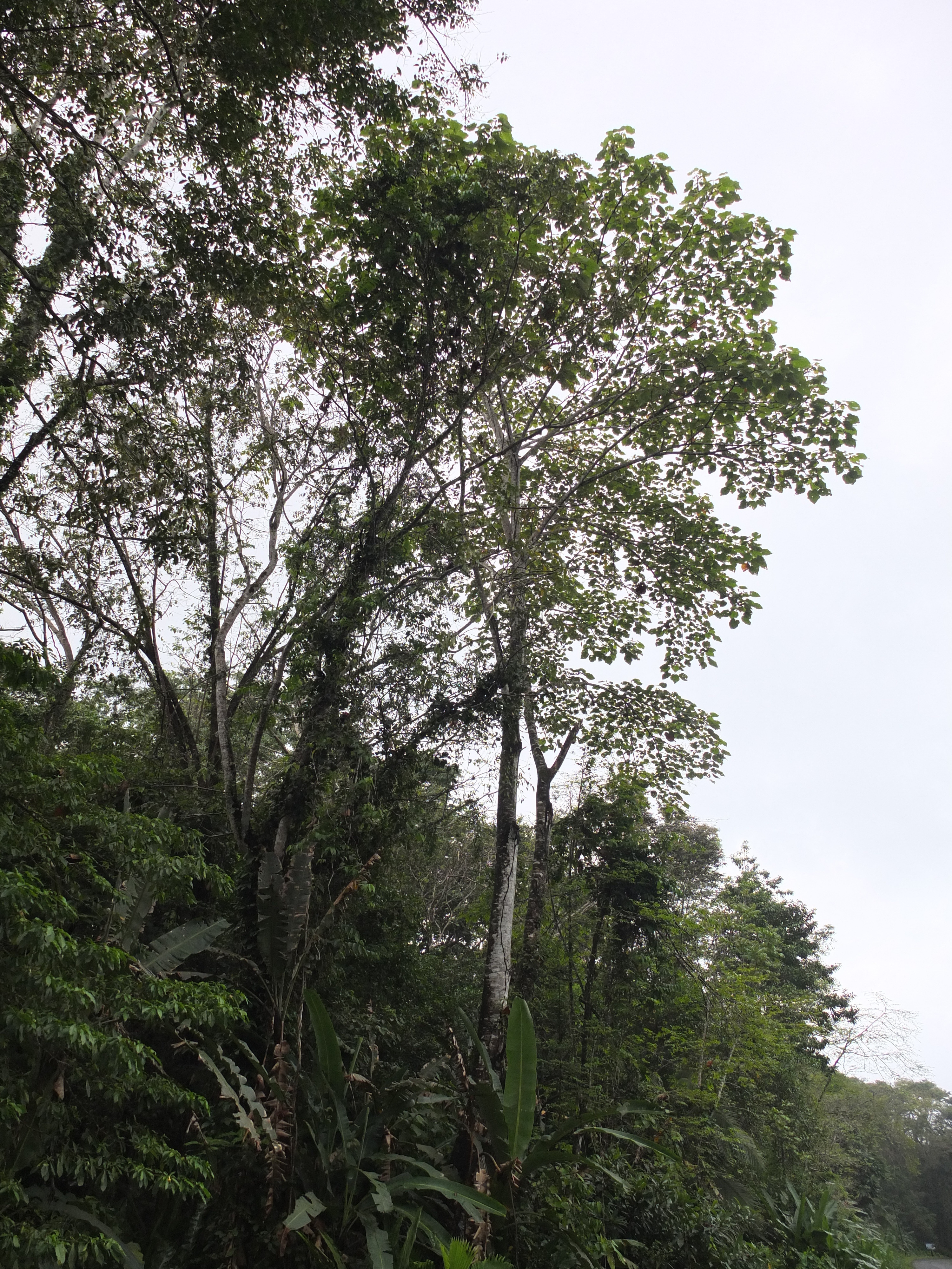 Picture Costa Rica Puerto Viejo de Talamanca 2015-03 4 - Journey Puerto Viejo de Talamanca