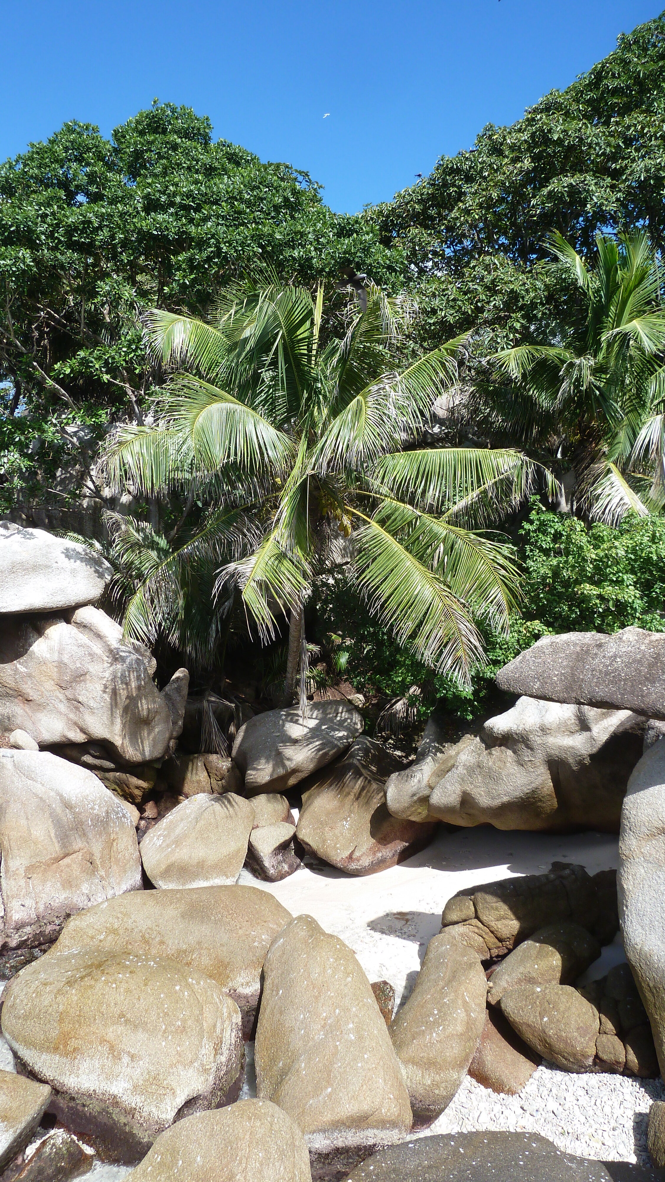 Picture Seychelles Coco Island 2011-10 83 - Center Coco Island