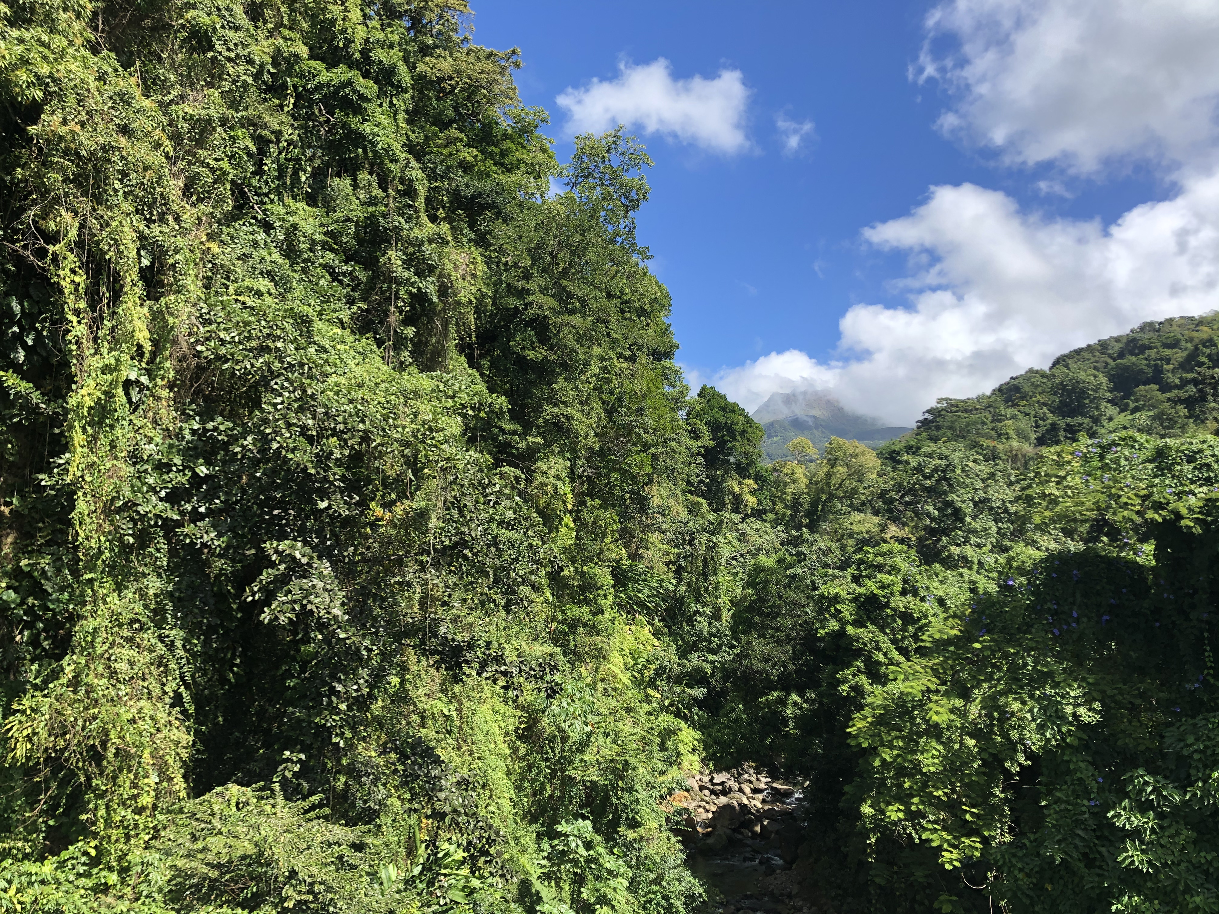 Picture Guadeloupe La Grande Soufriere 2021-02 43 - Tours La Grande Soufriere