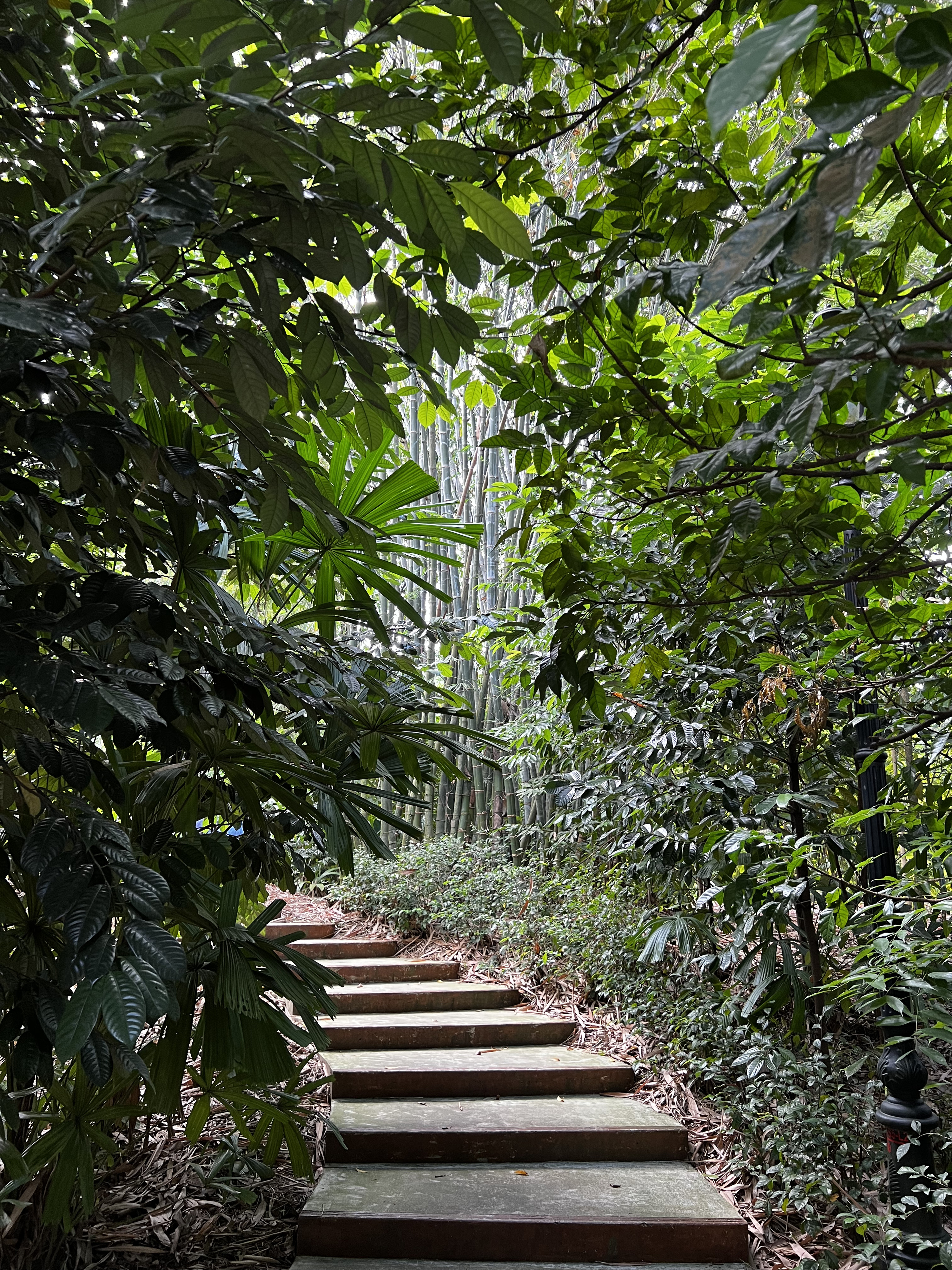 Picture Singapore Singapore Botanic Gardens 2023-01 71 - Tour Singapore Botanic Gardens