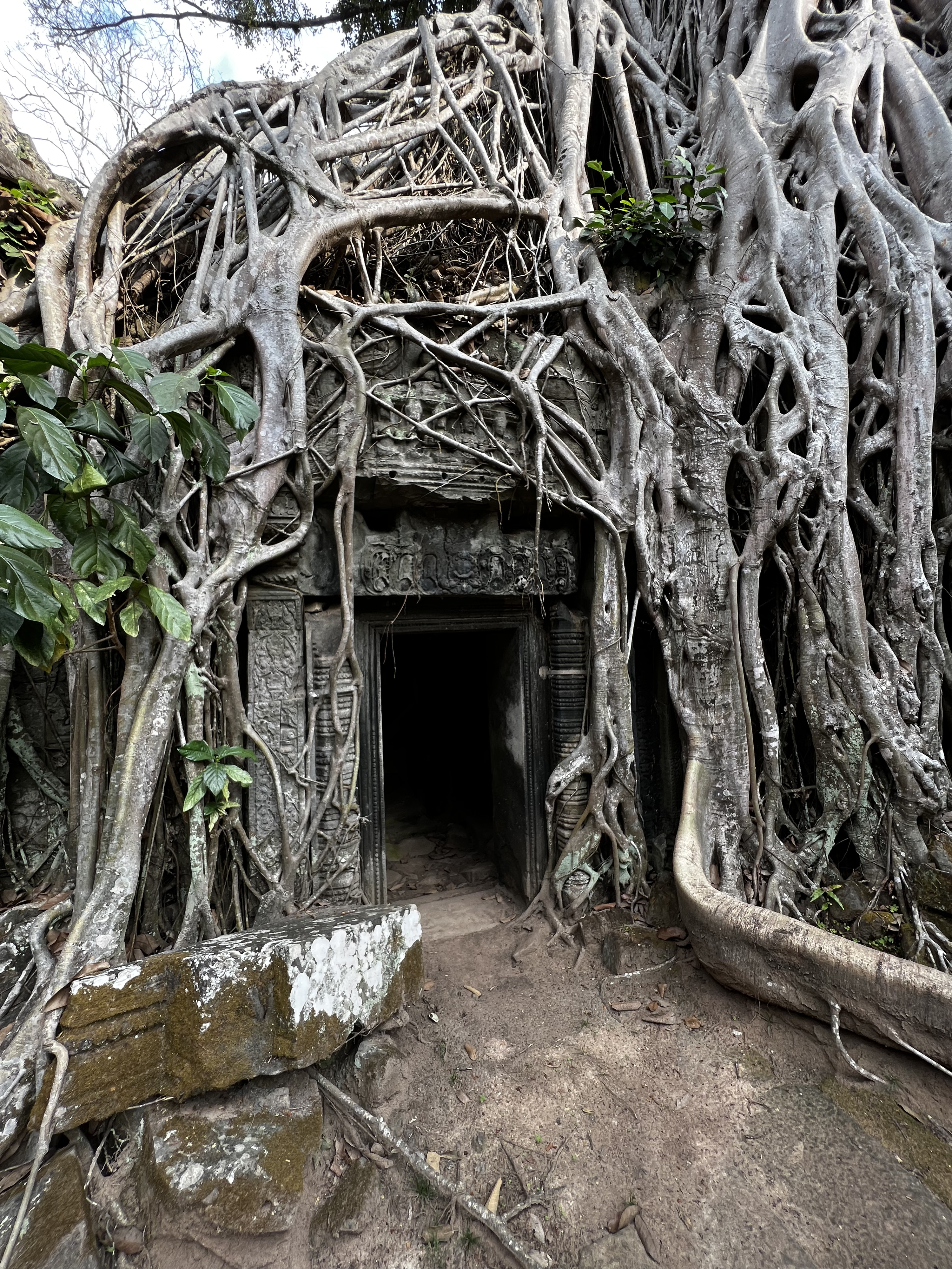 Picture Cambodia Siem Reap Ta Prohm 2023-01 29 - Center Ta Prohm