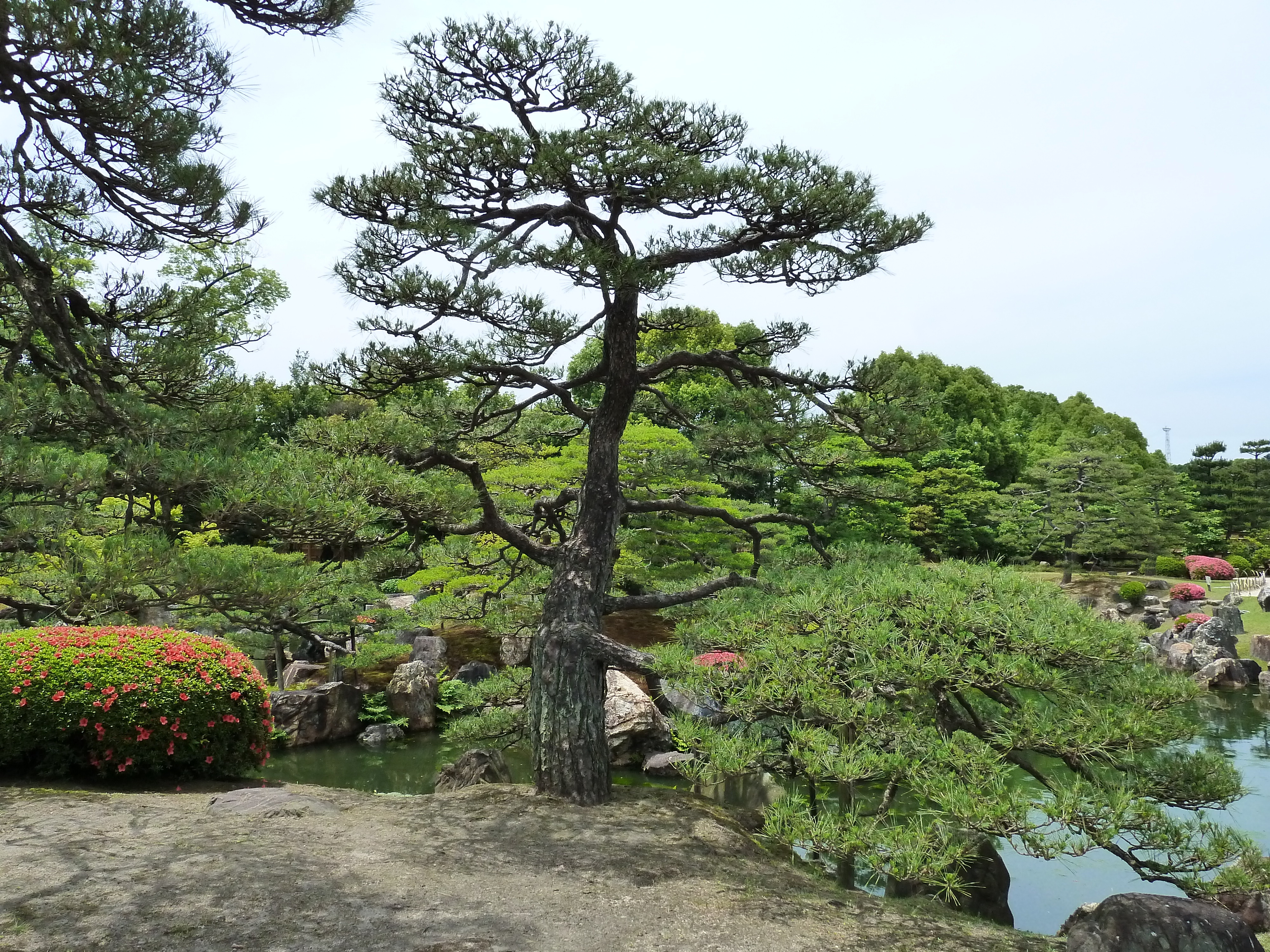 Picture Japan Kyoto Nijo Castle Ninomaru Garden 2010-06 8 - Tour Ninomaru Garden