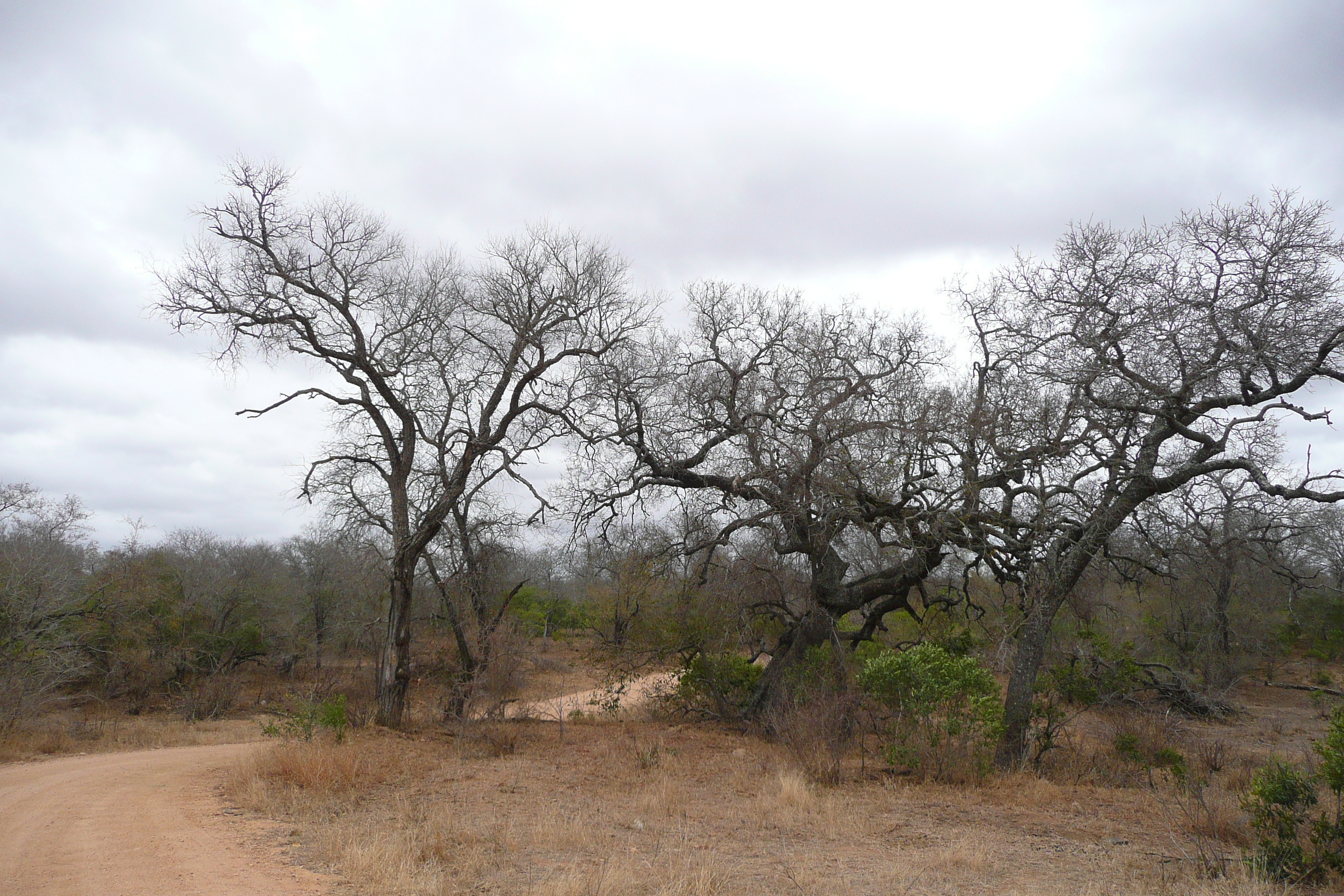 Picture South Africa Kruger National Park 2008-09 159 - Around Kruger National Park