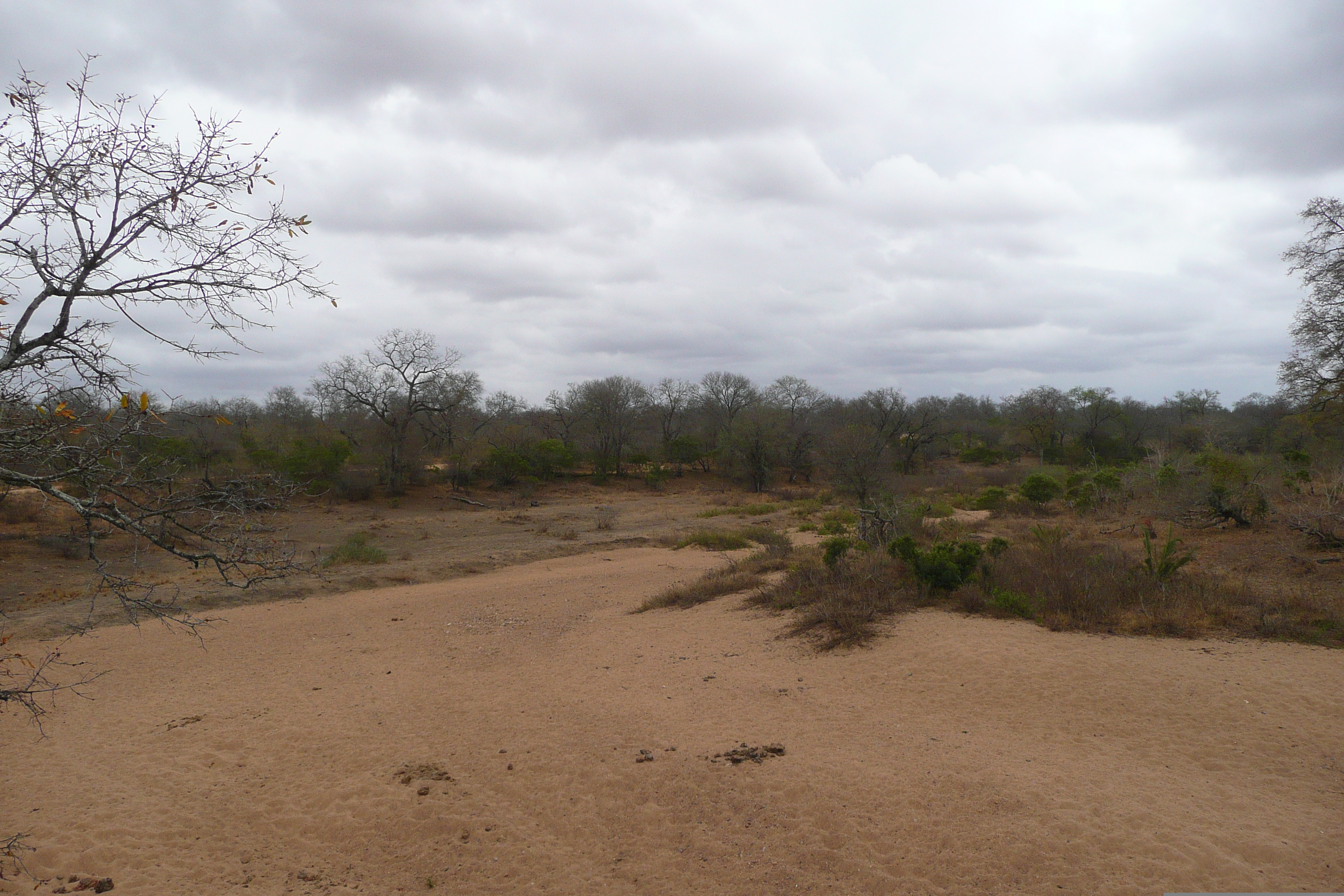 Picture South Africa Kruger National Park 2008-09 157 - Journey Kruger National Park